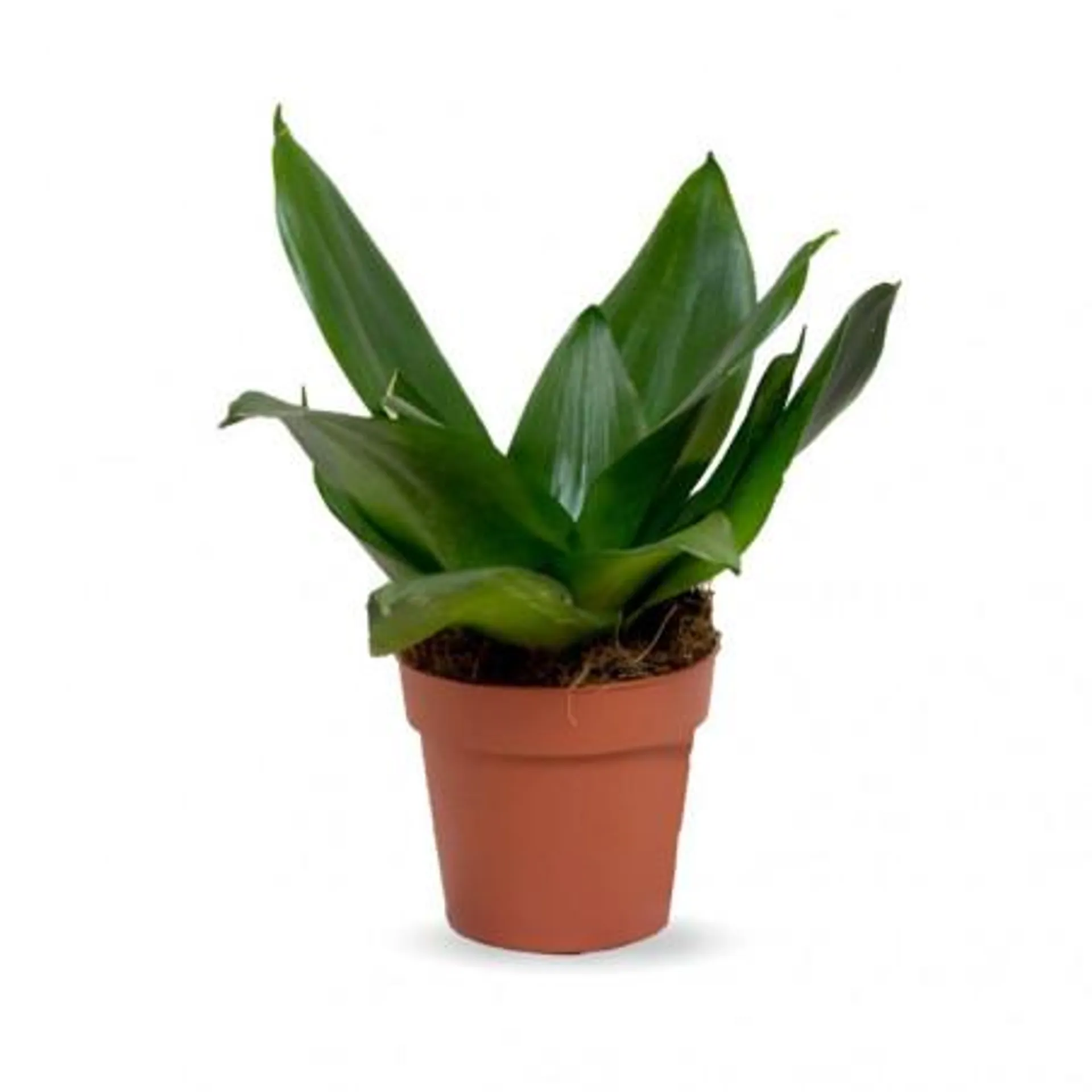 SANSEVIERIA - SURTIDO VARIADO