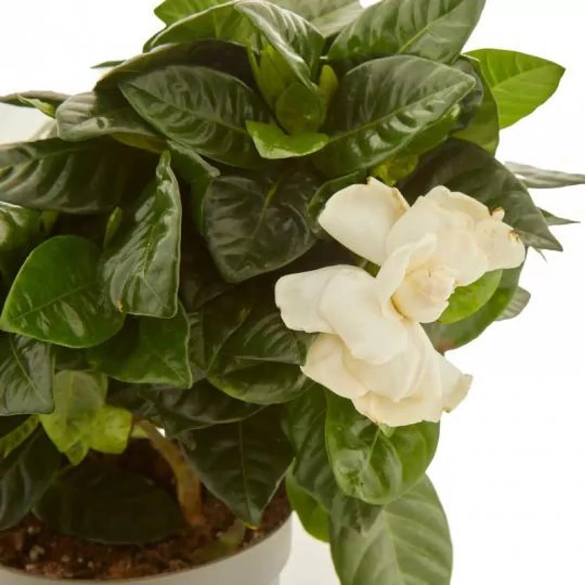 GARDENIA MACETA 12CM