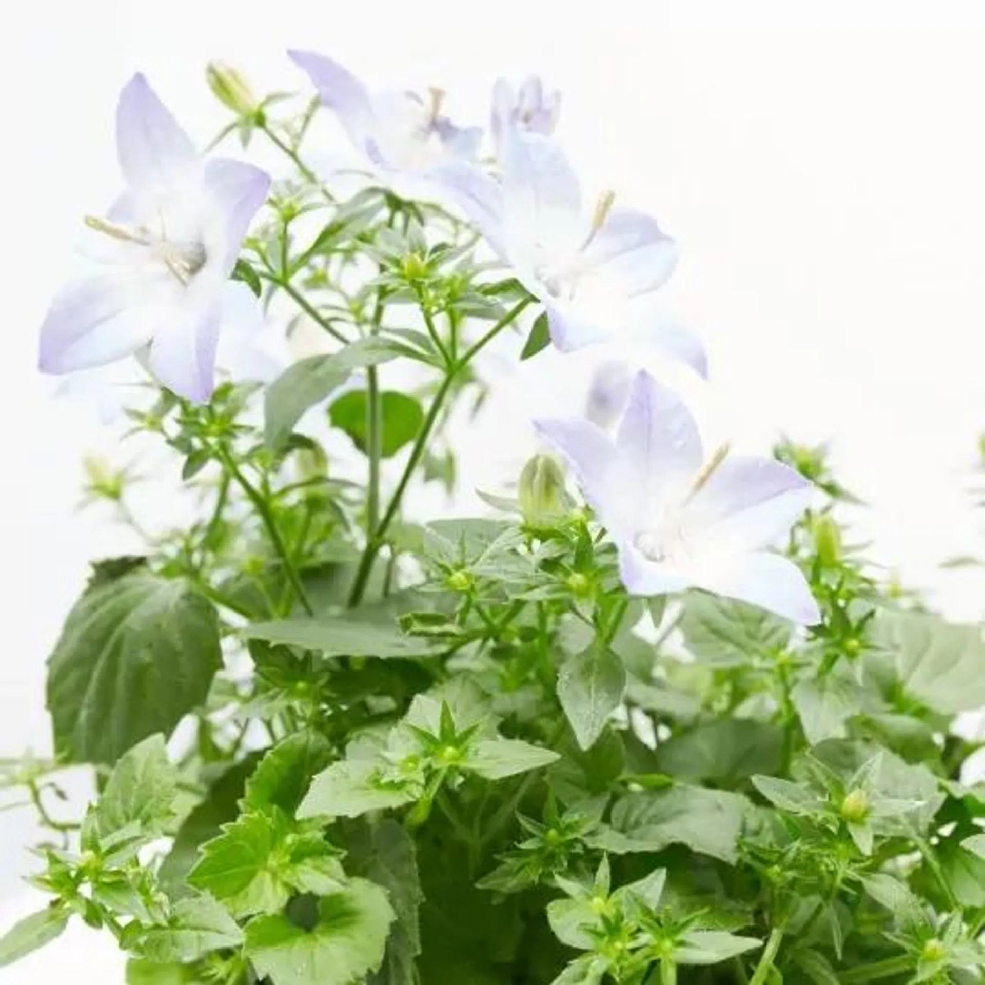 CAMPANULA M-11 BICOLOR FLOR GRANDE