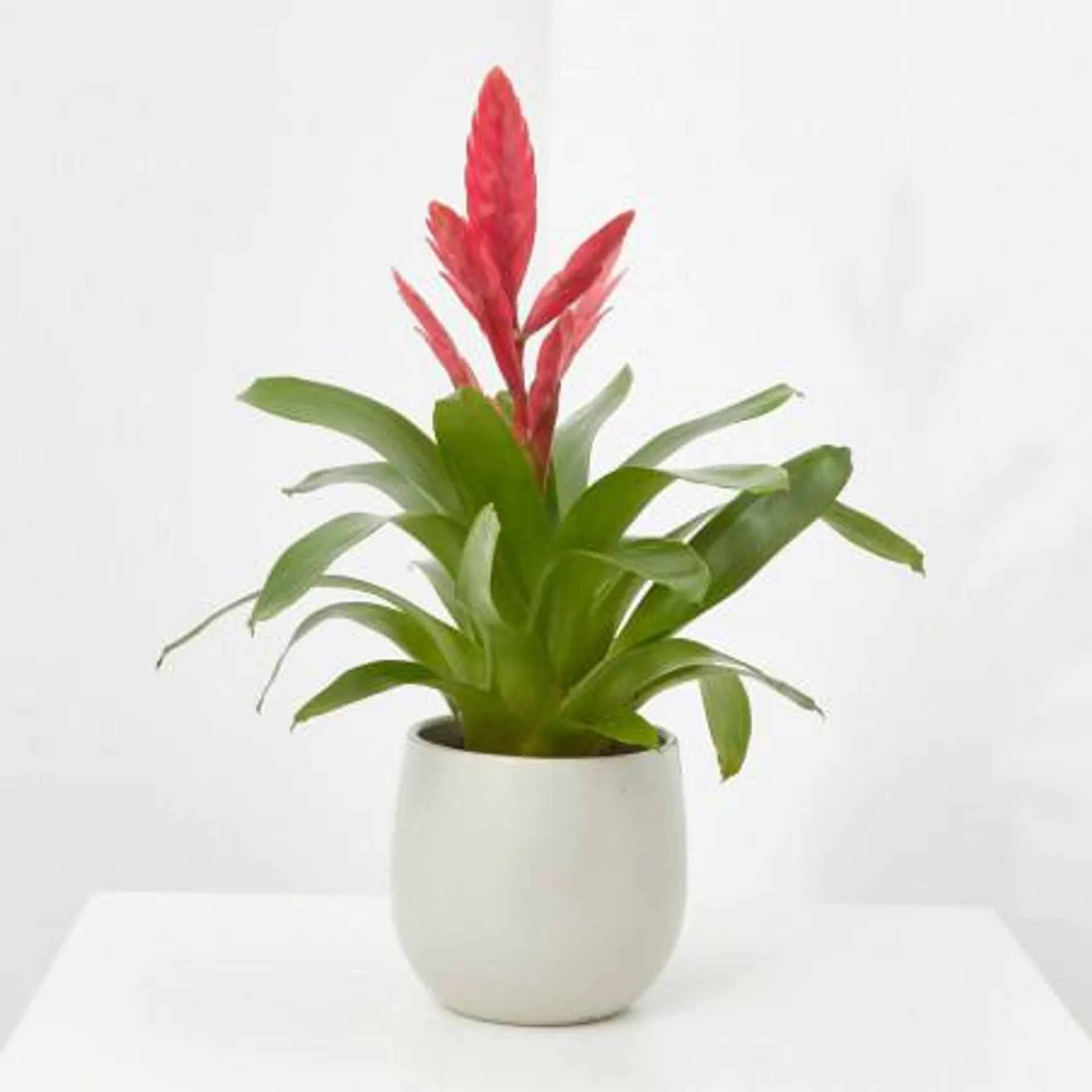 BROMELIA