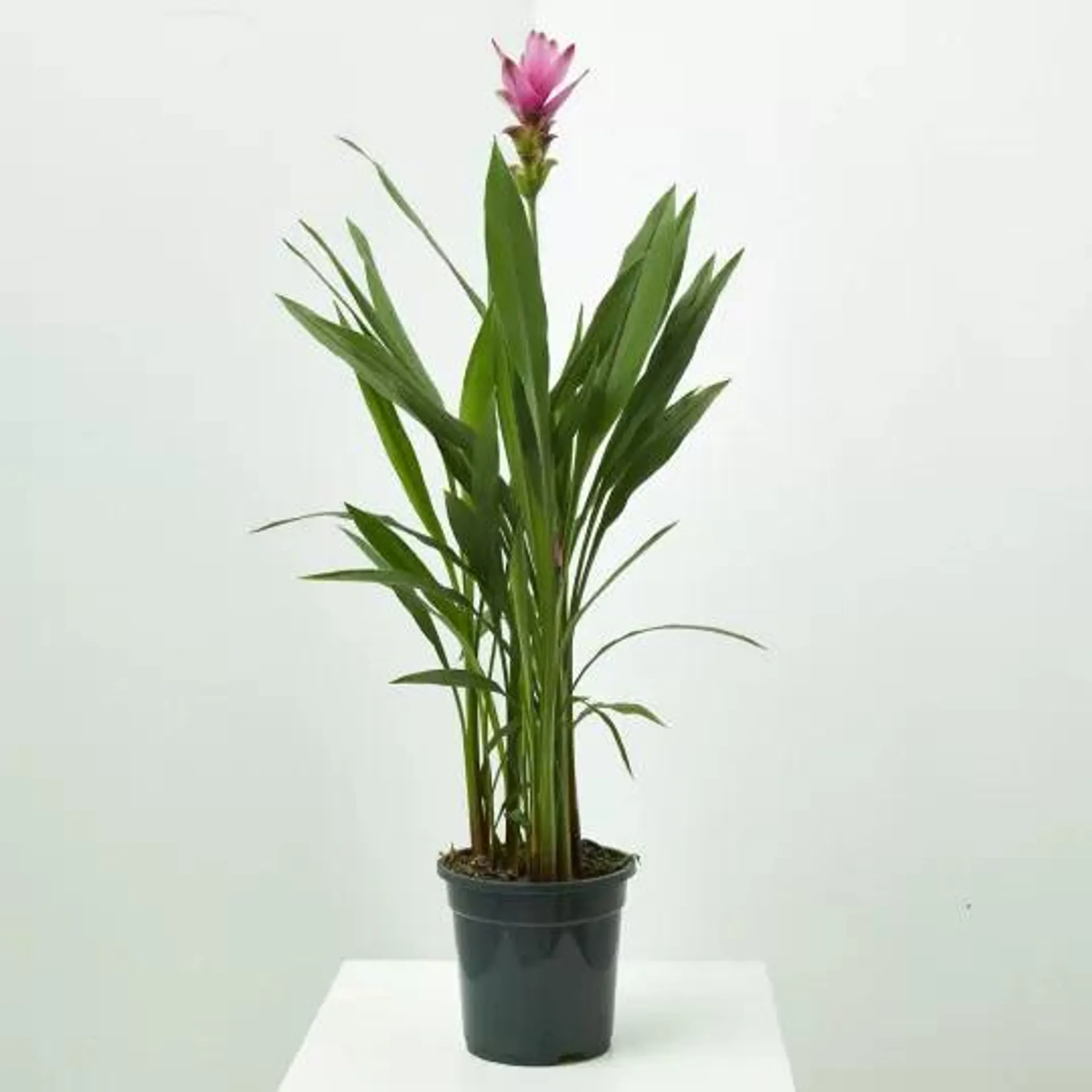 CURCUMA MACETA 15CM