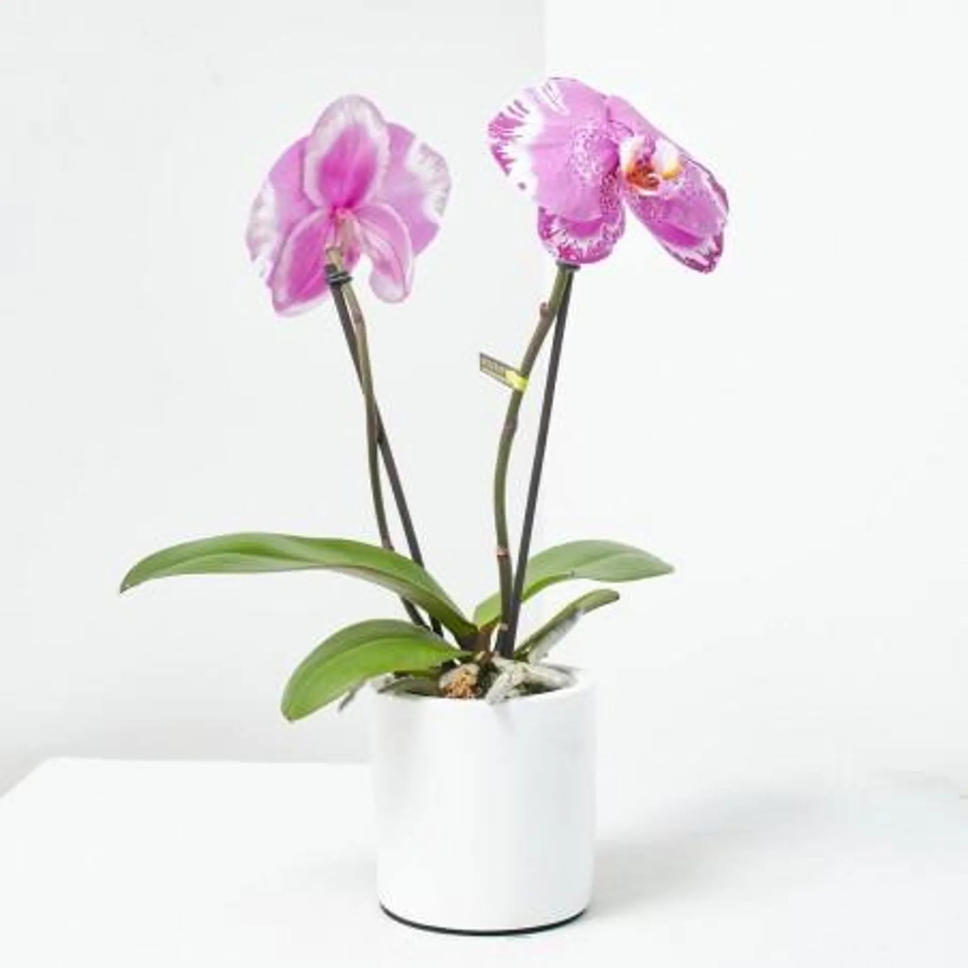 PHALAENOPSIS SINGOLO M-12 2 TALLOS C/CUBRE