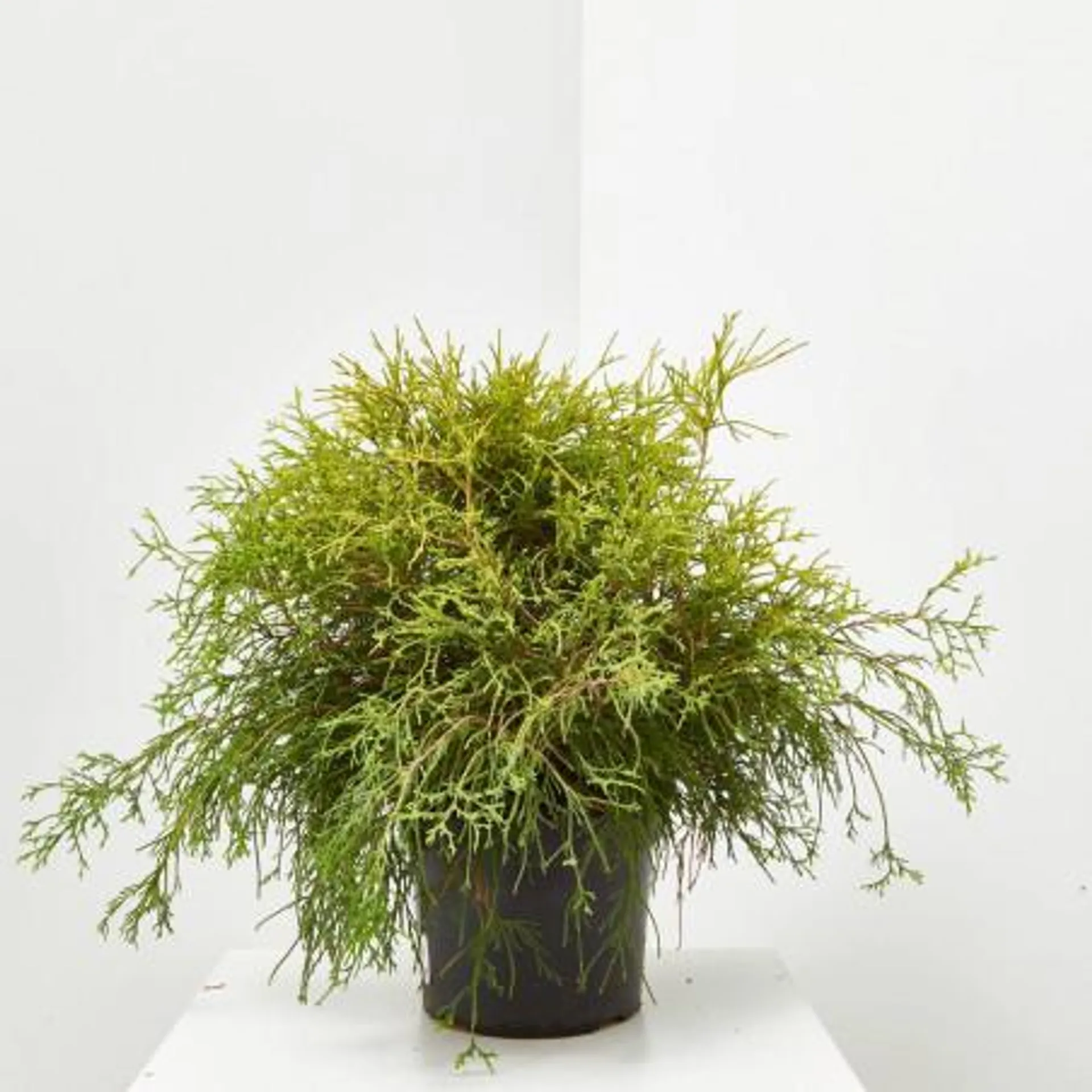 CHAMAECYPARIS PISIFERA SUNGOLD MACETA 20CM