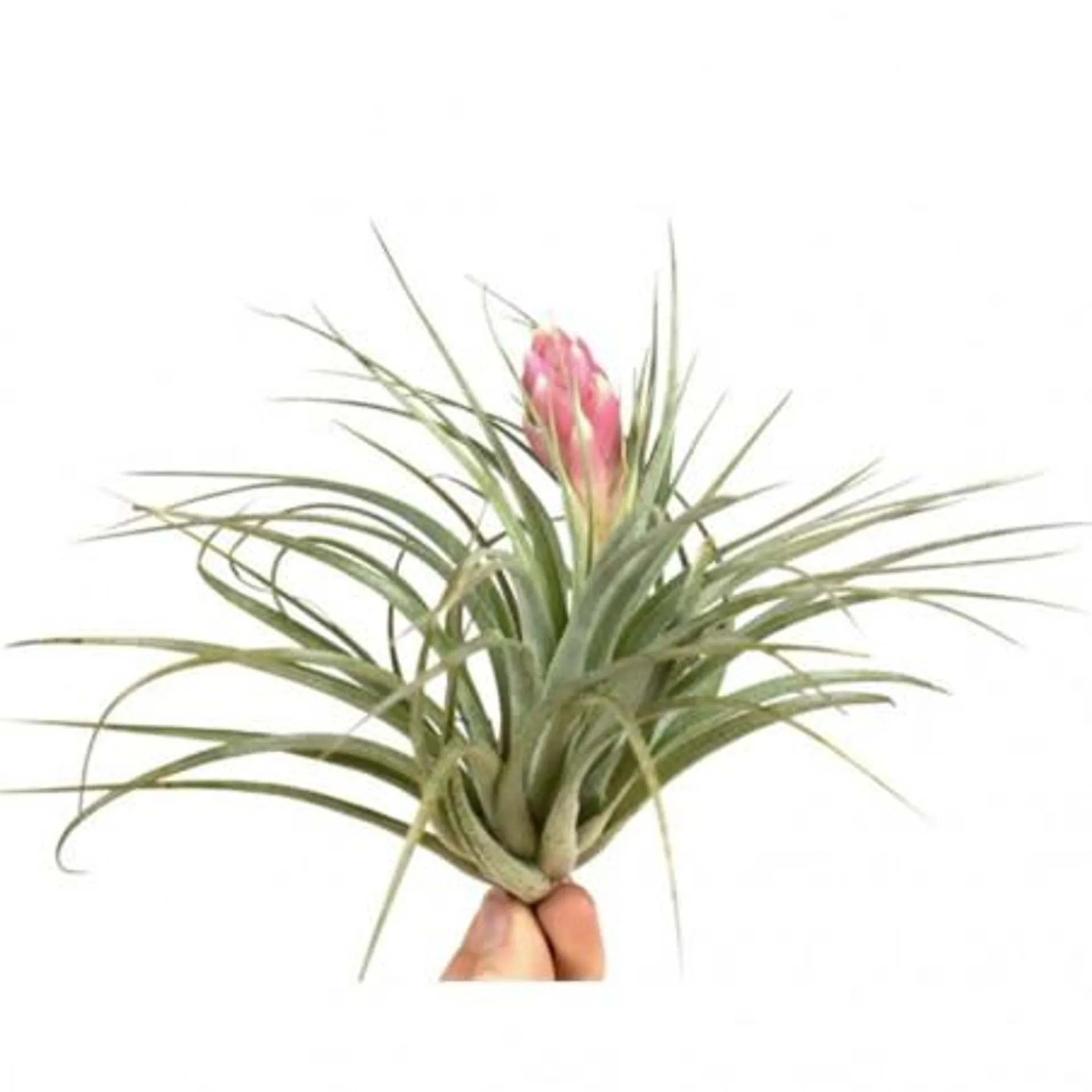 TILLANDSIA CON FLOR