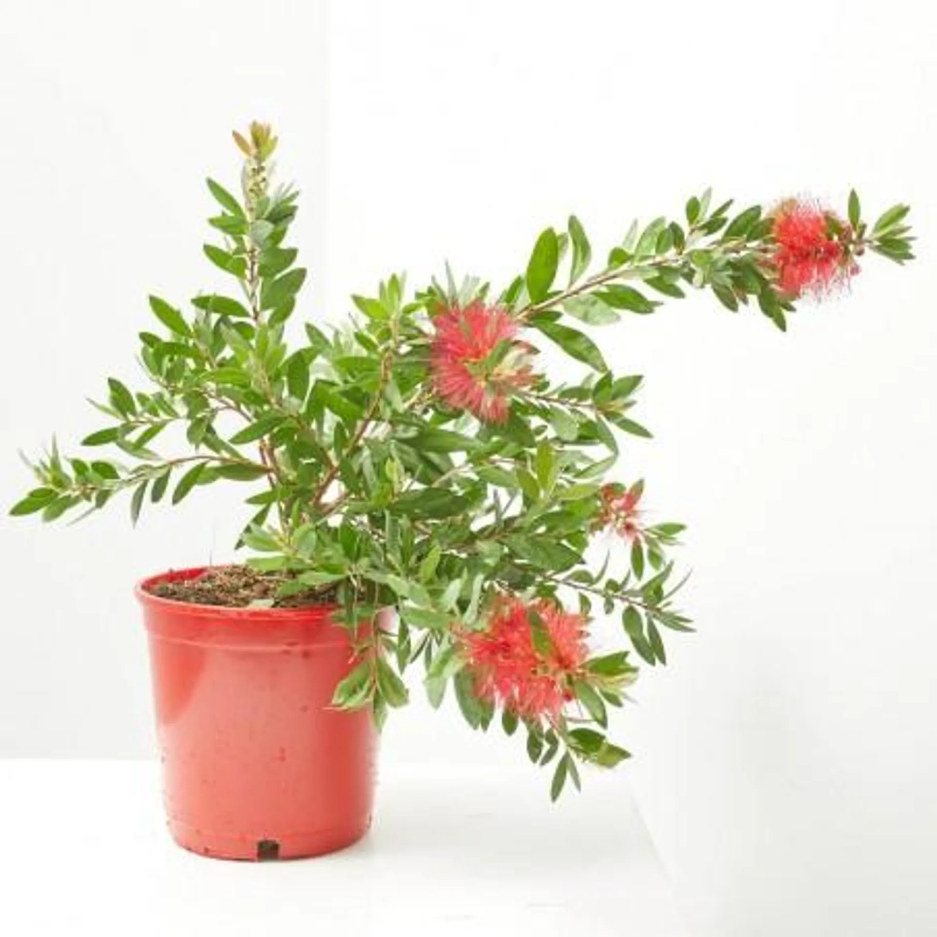 CALLISTEMON