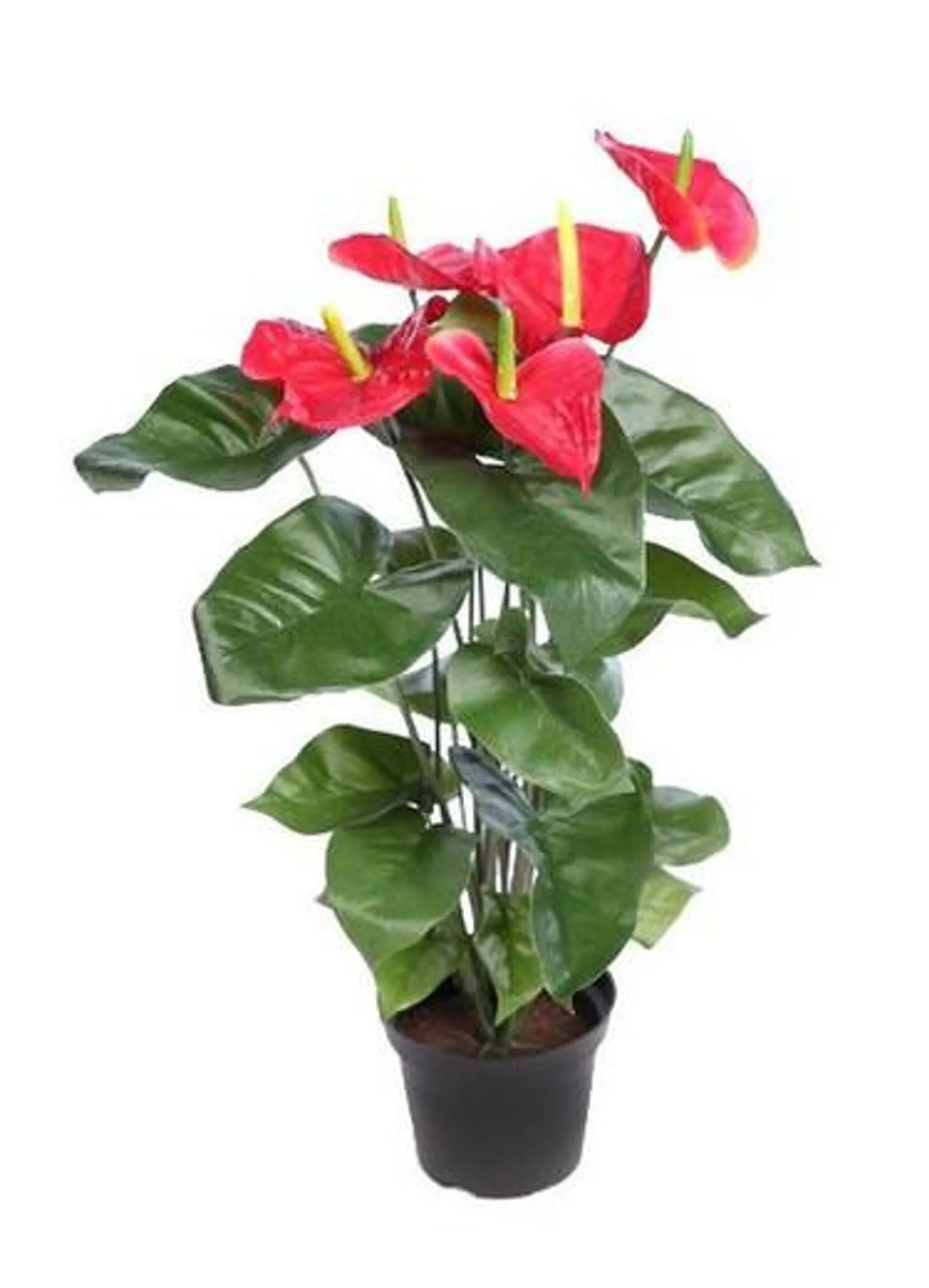 Anthurium Artificial