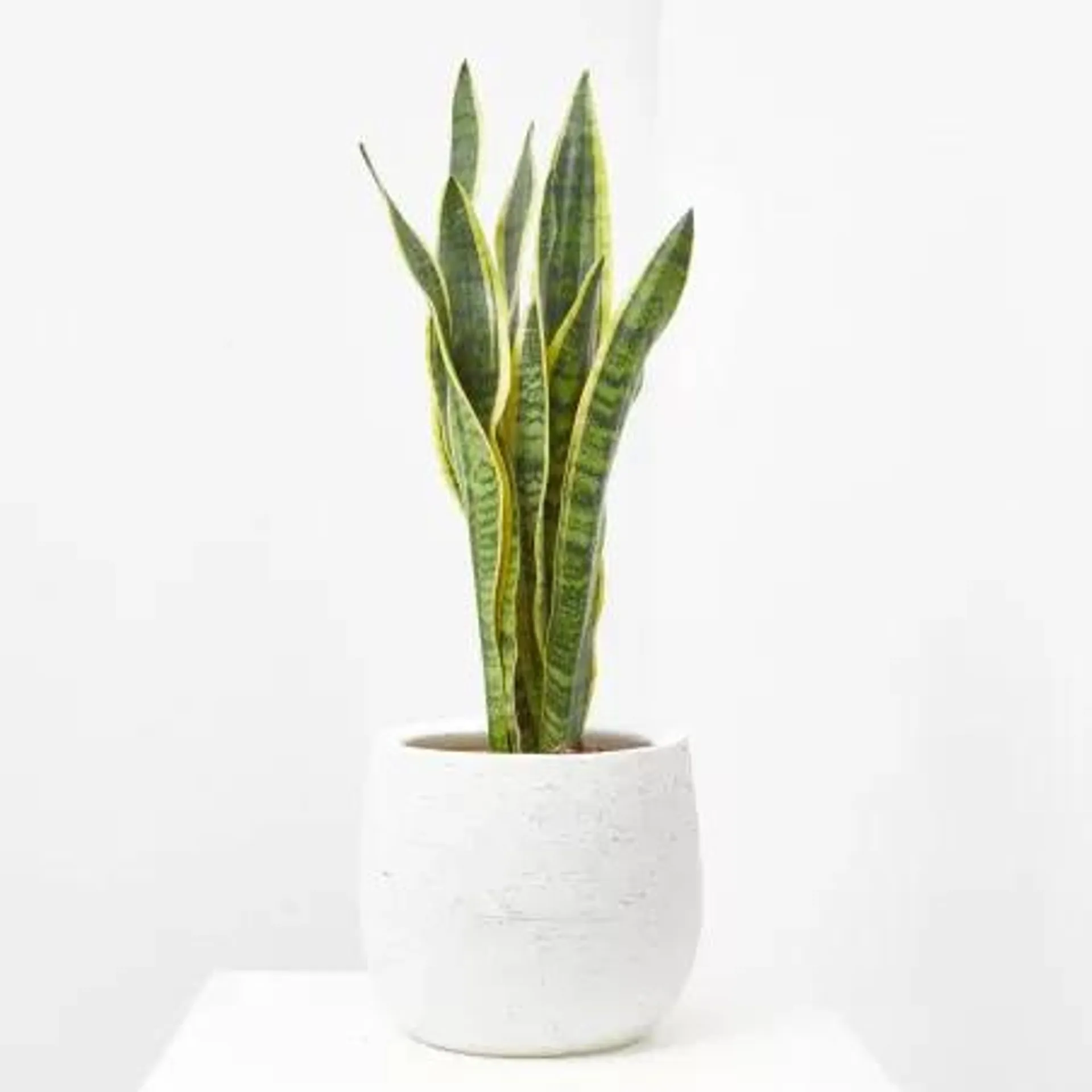 SANSEVIERIA - SURTIDO VARIADO