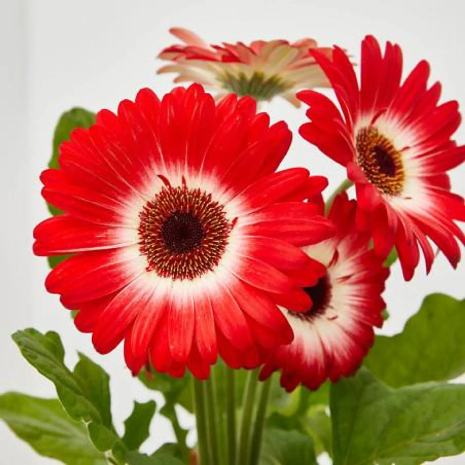 GERBERA MACETA 12CM