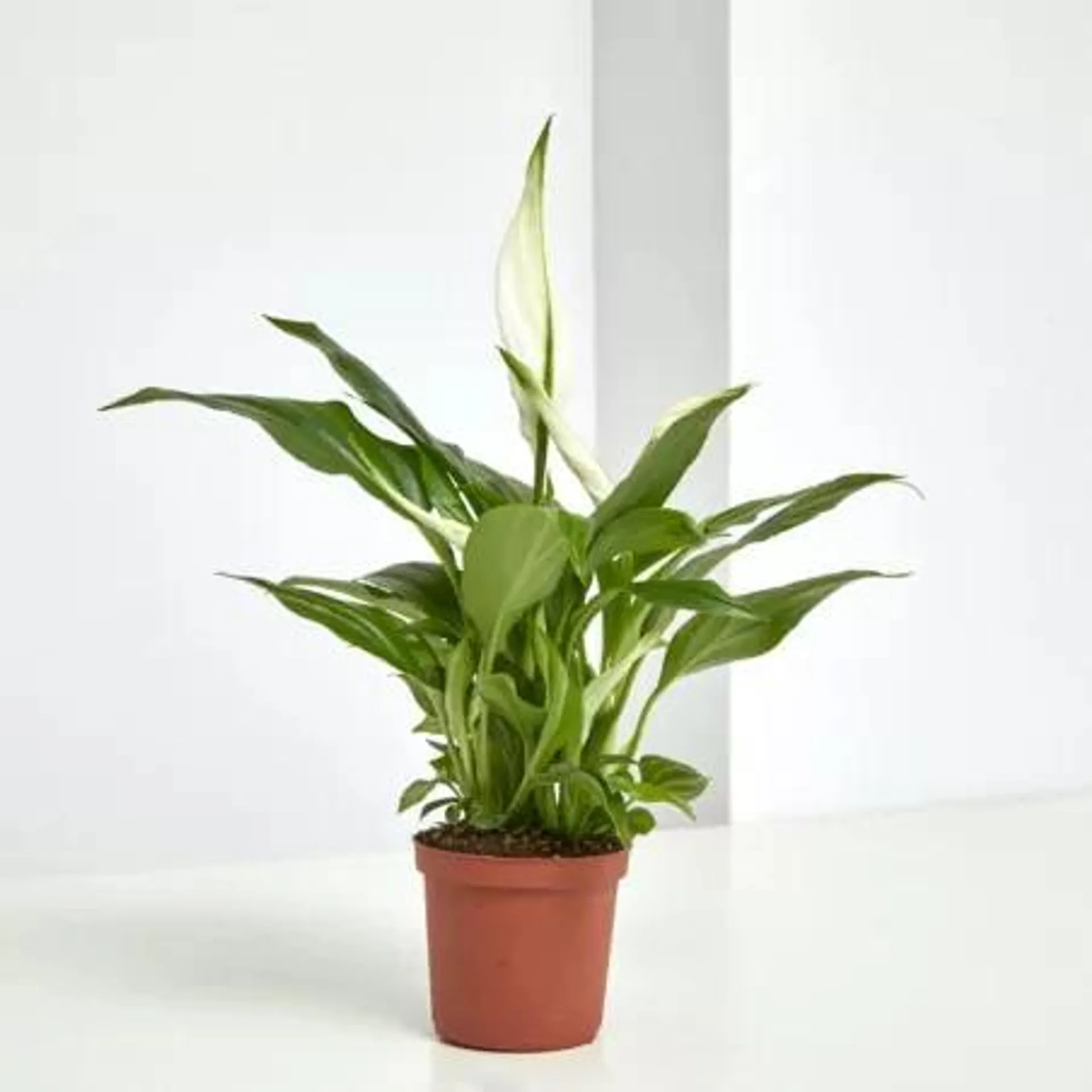 SPATHIPHYLLUM