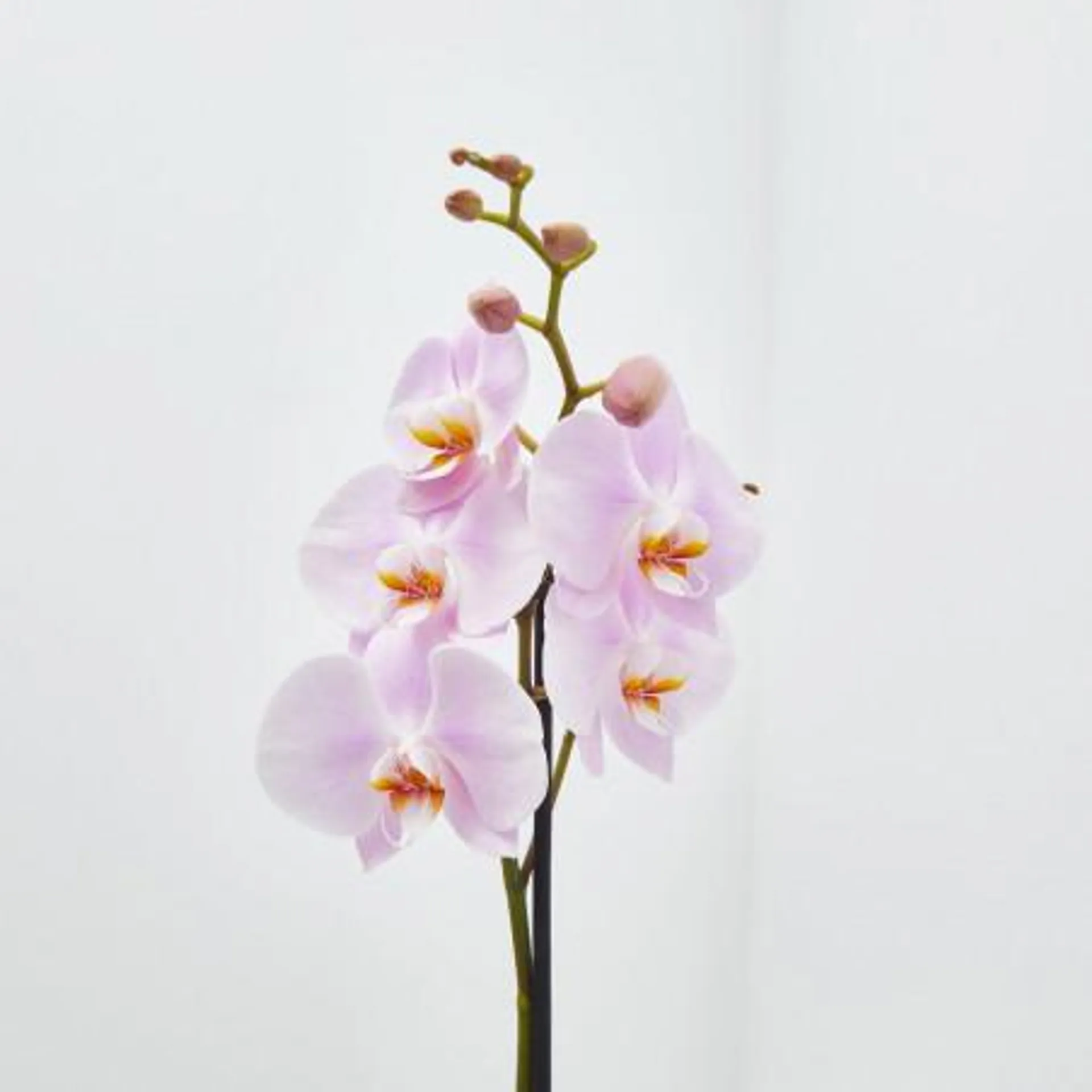 ORQUÍDEA ROSA 1TALLO EN MACETA 12CM.