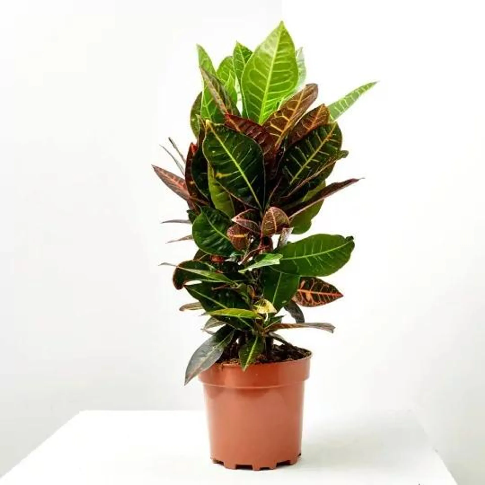 CROTON PETRA RAMIFICADO MACETA 3L
