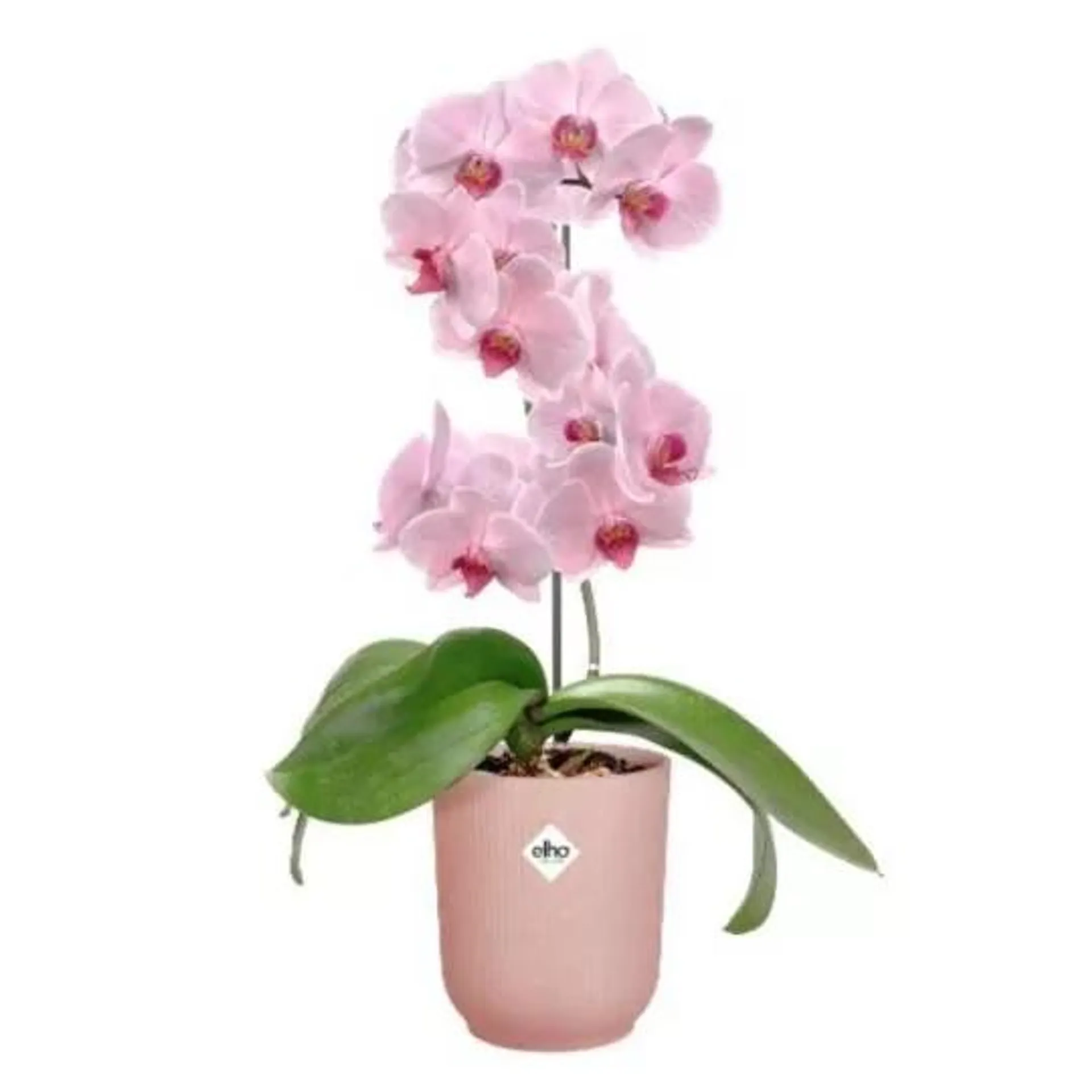 MACETERO VIBES ORCHID ROSA D12,5CM