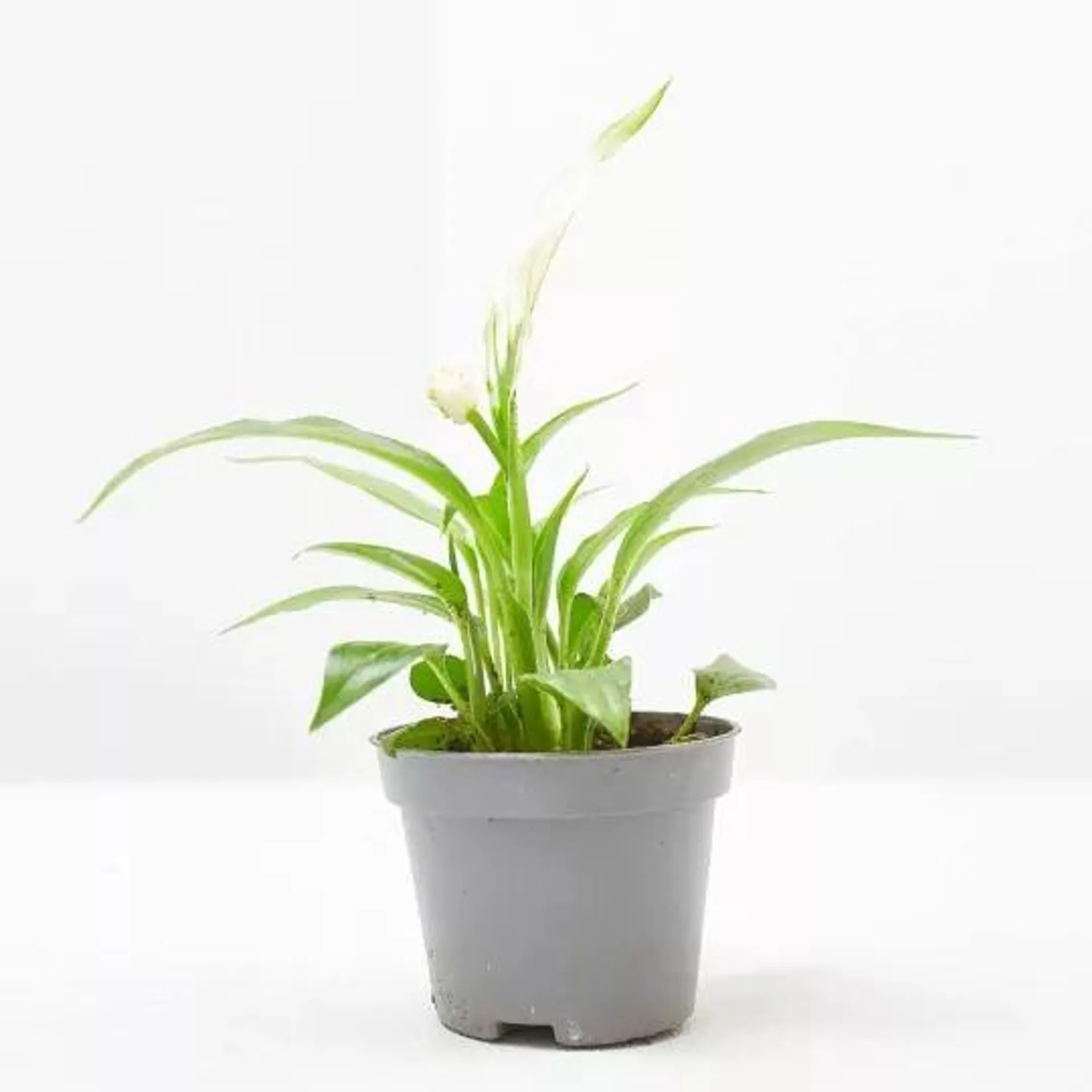 SPATHIPHYLLUM TANNI MACETA 6CM