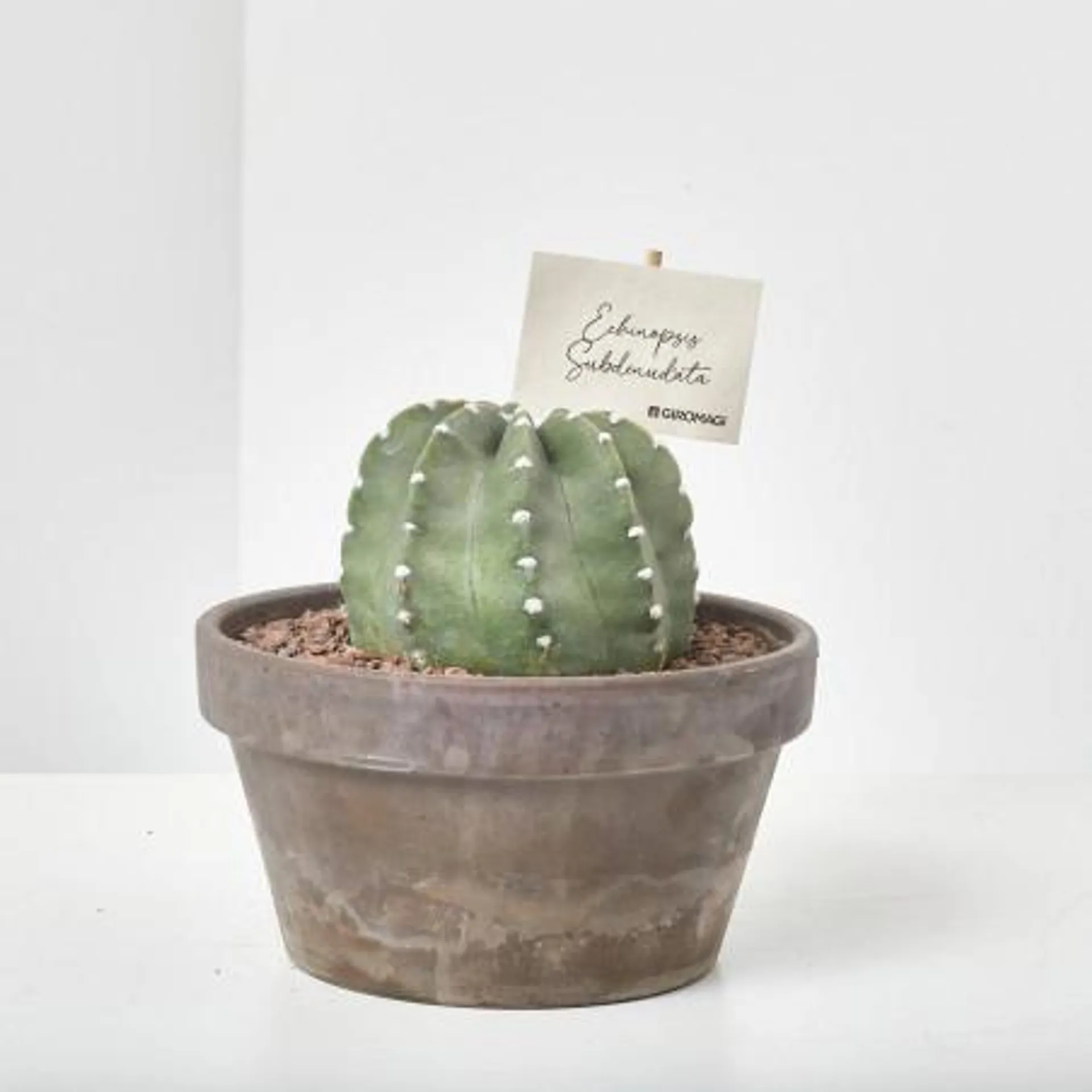 CACTUS TERRACOTA MACETA 17CM