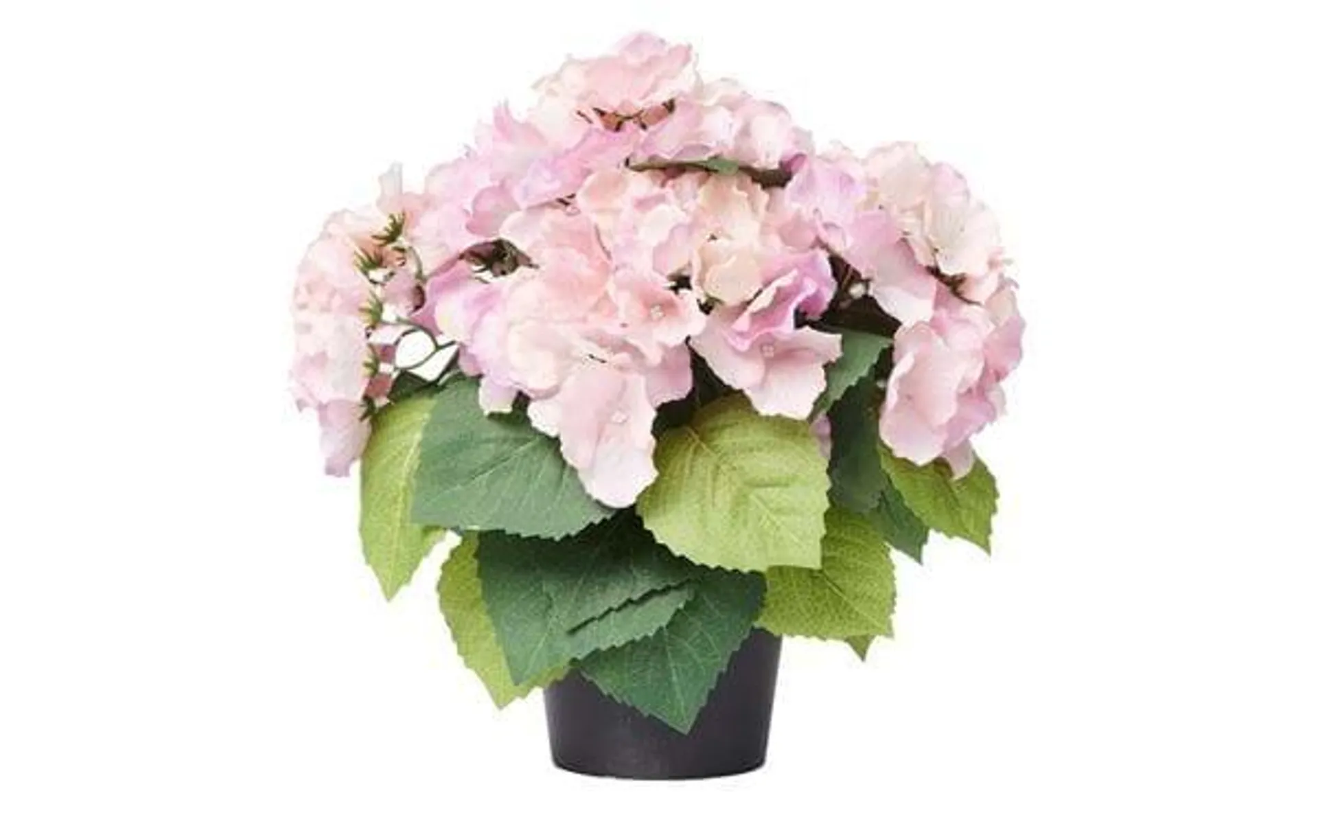 Ruukkukasvi Hortensia