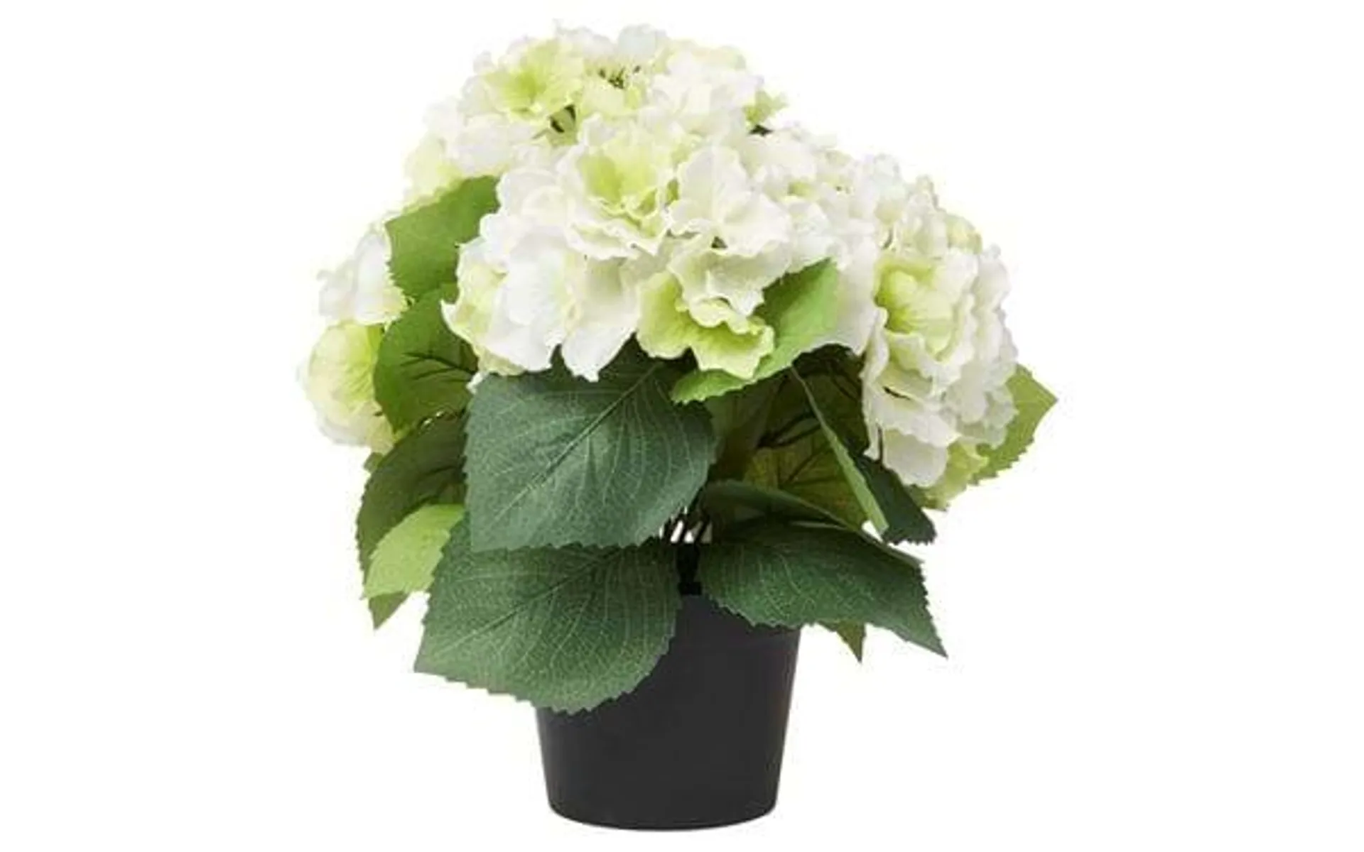 Ruukkukasvi Hortensia