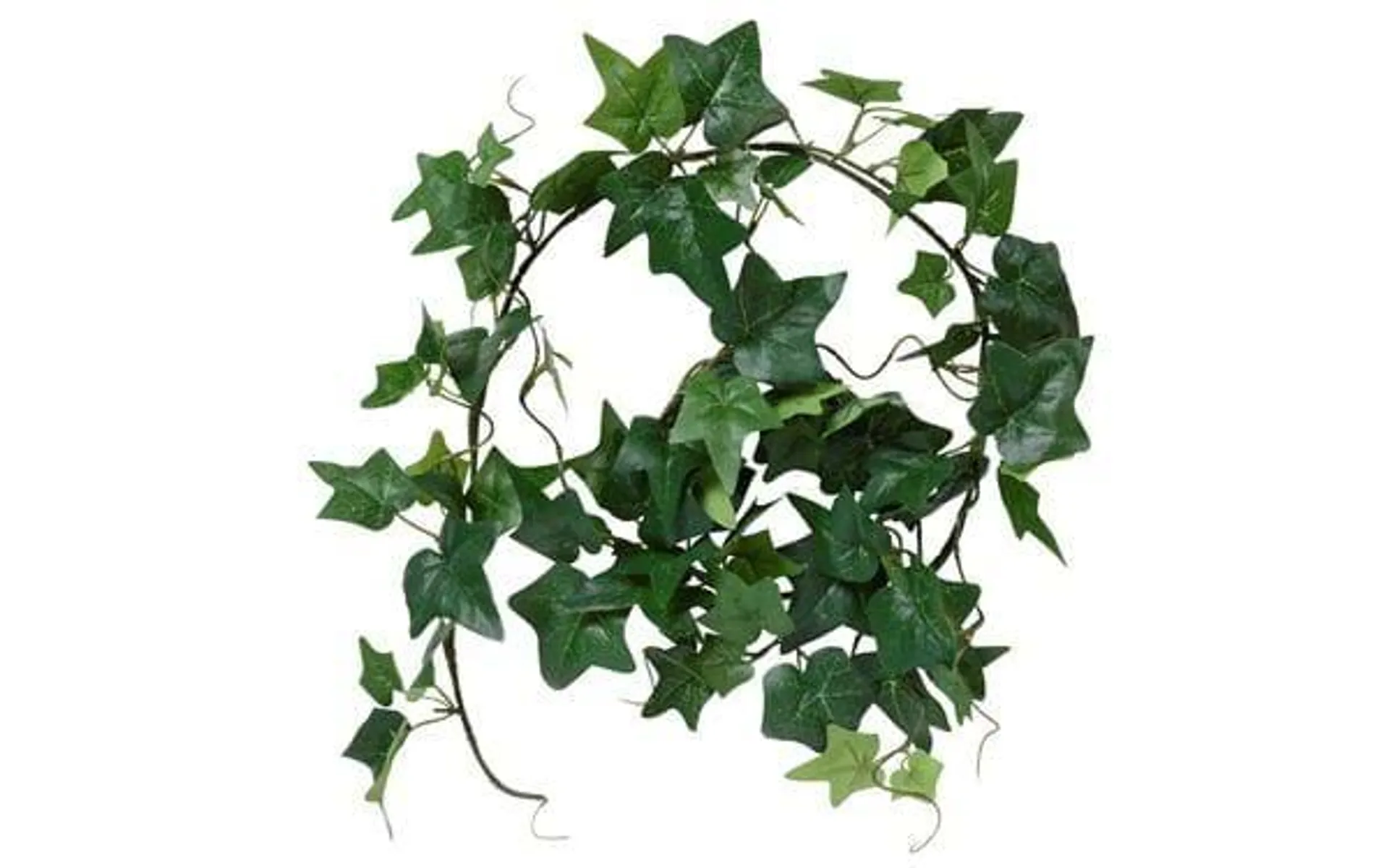 Köynnös Ivy