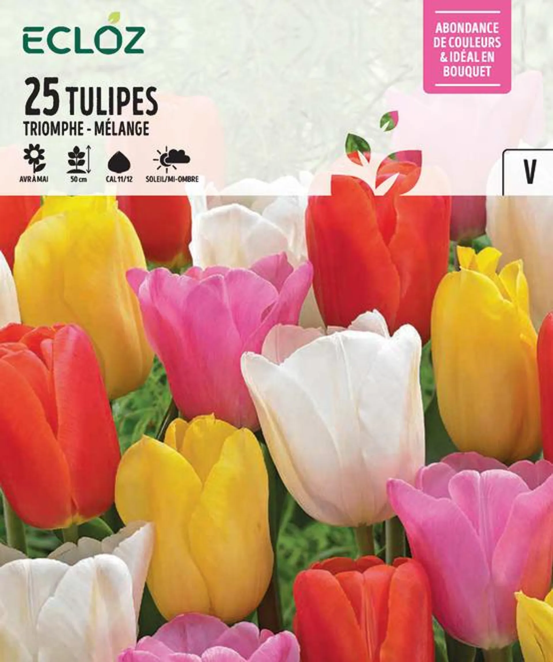 Tulipe Triomphe bulbes mélange cal 11/12 x25 - ECLOZ