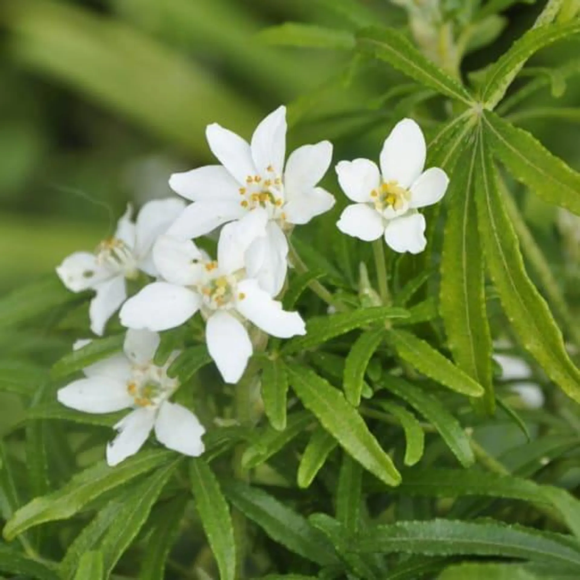 Oranger du Mexique 'White dazzler'