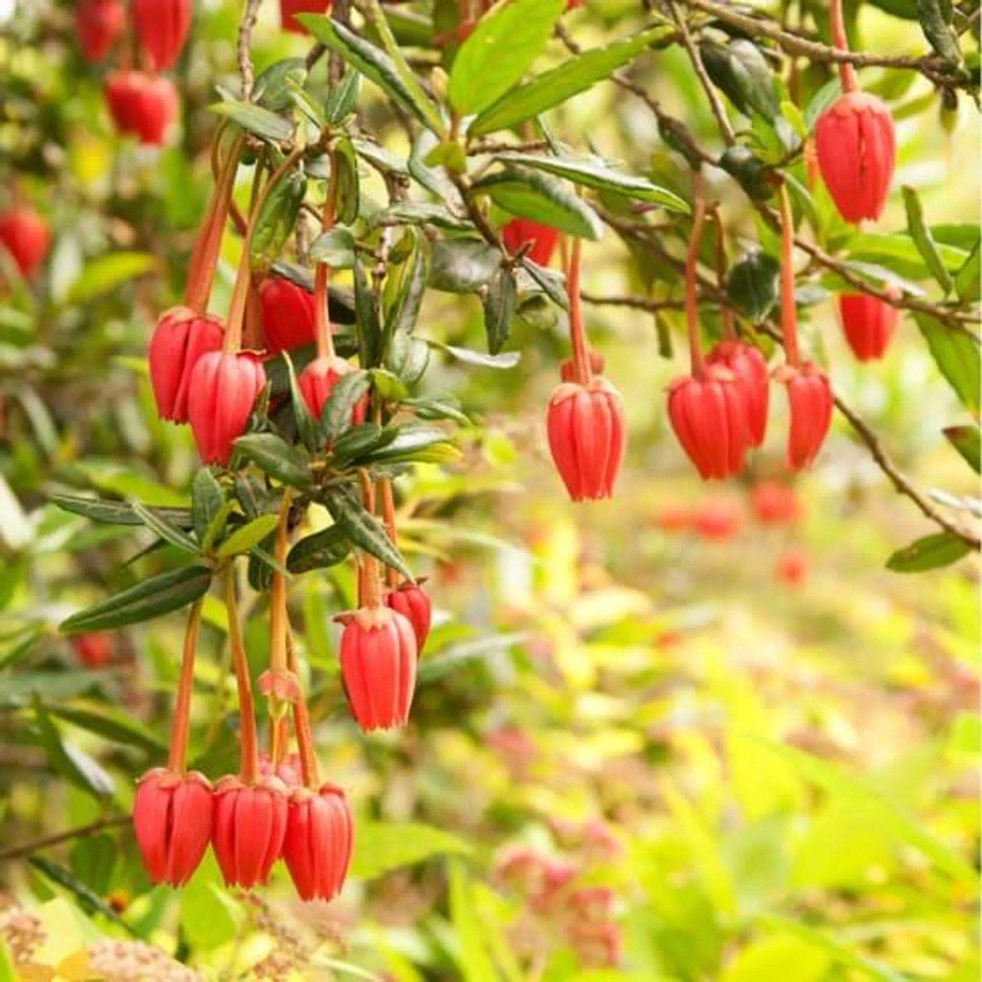 Crinodendron hookerianum