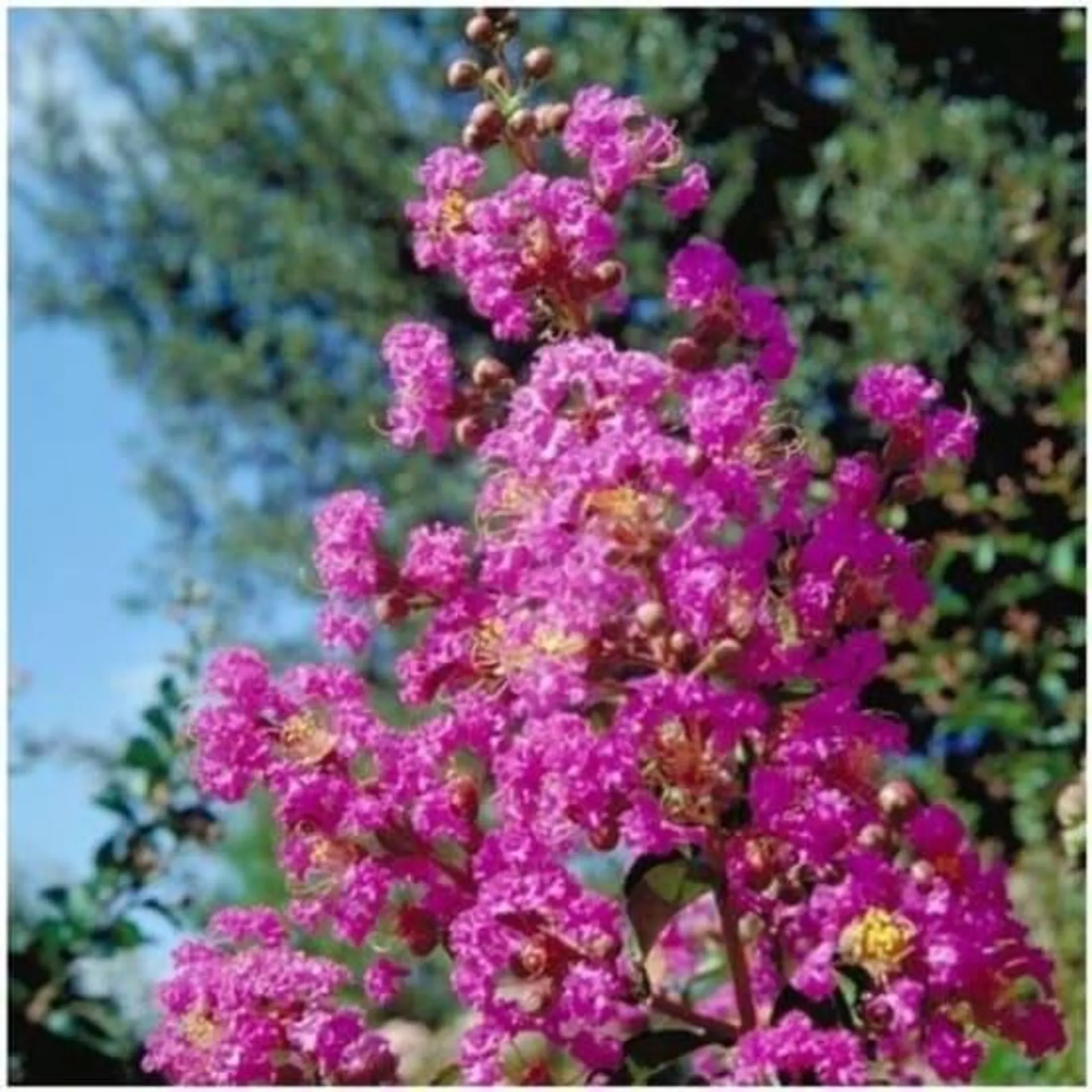 Lilas des Indes Pecharmant®