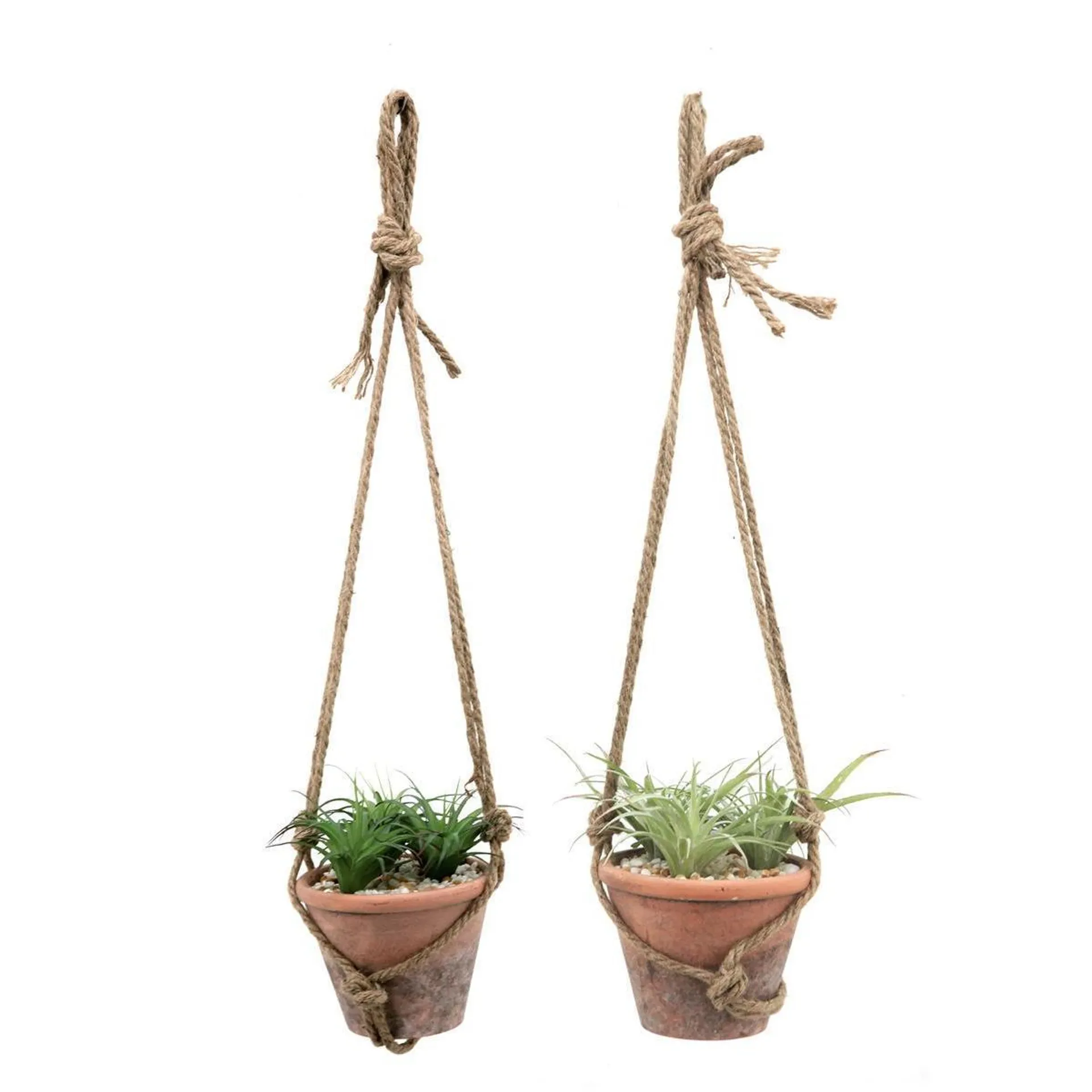 Suspension de Tillandsia