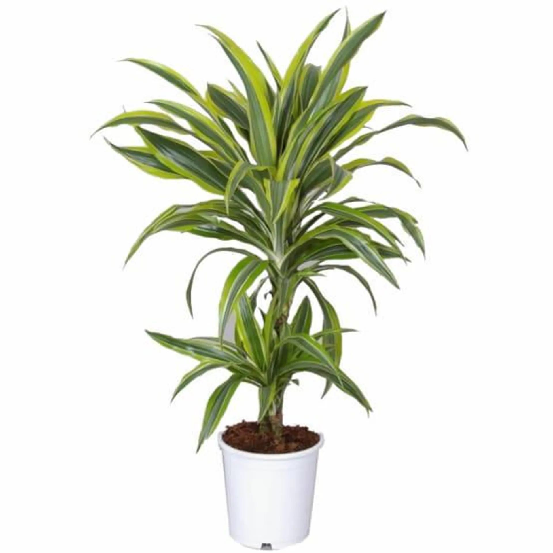 Dracaena Lemon Lime 3 pieds