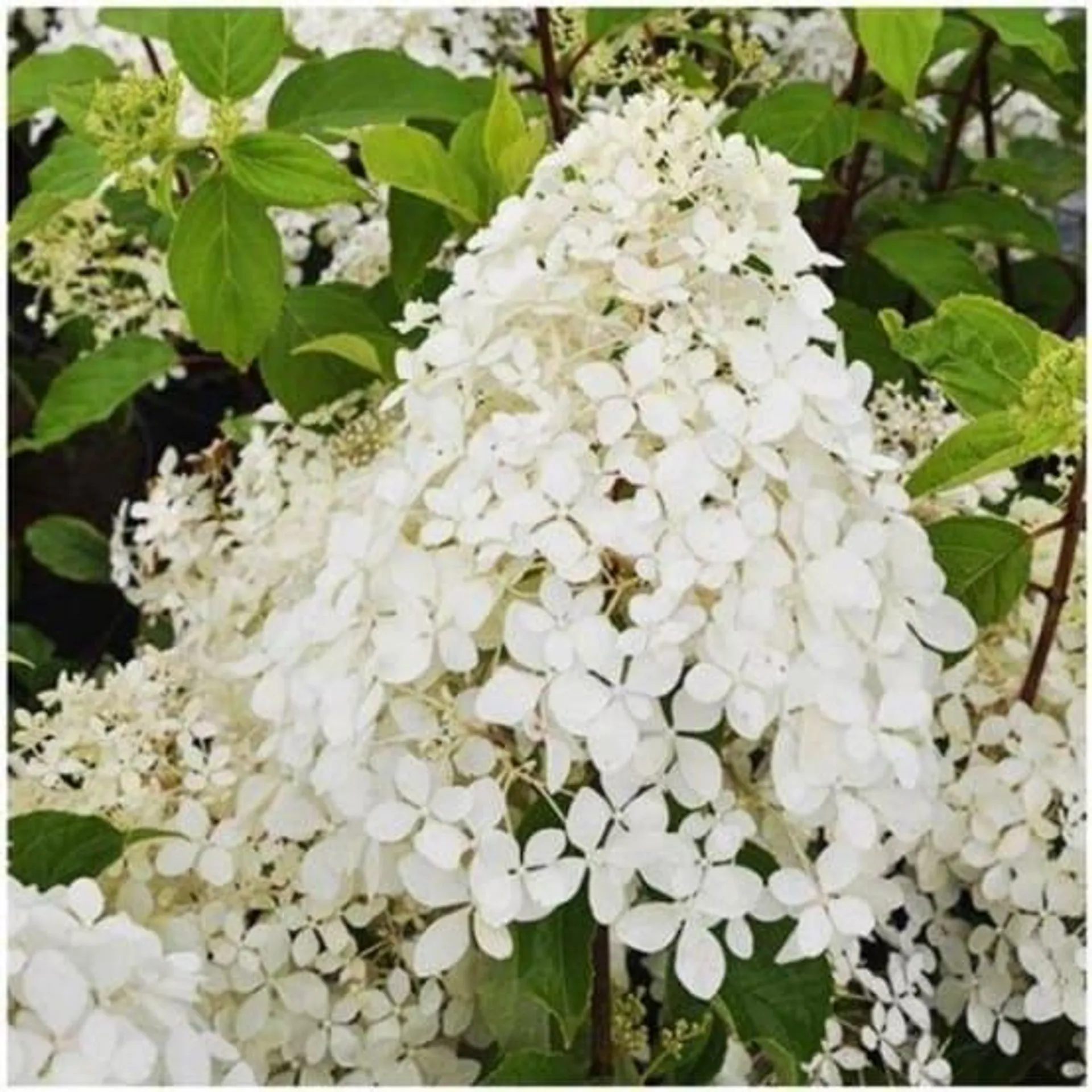 Hydrangea paniculata Phantom - Hortensia