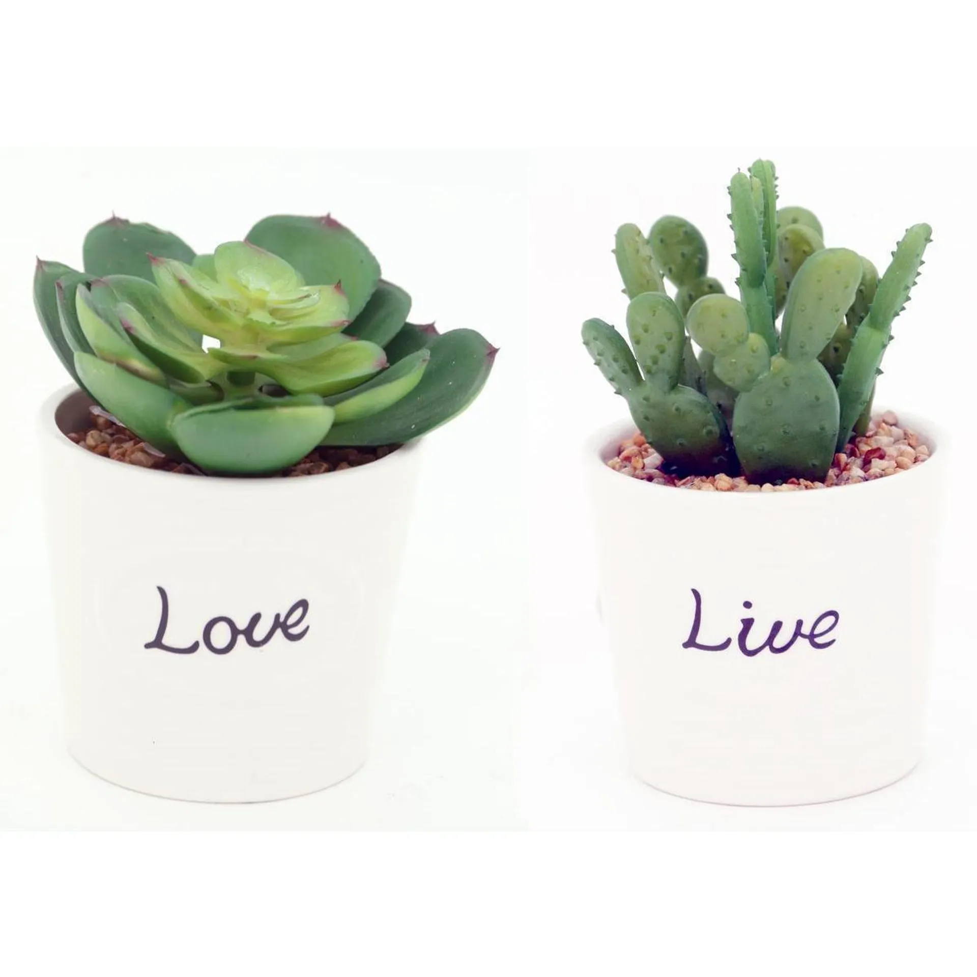 Succulente en pot céramique - Différents modèles