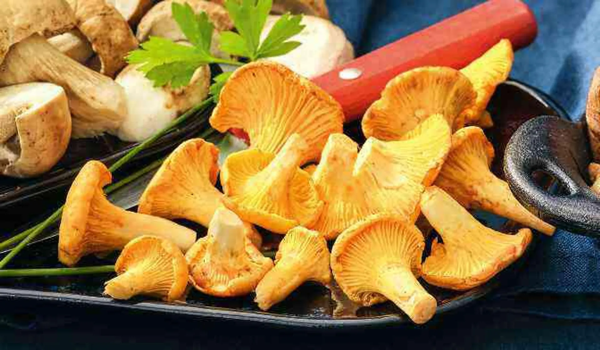 Girolles