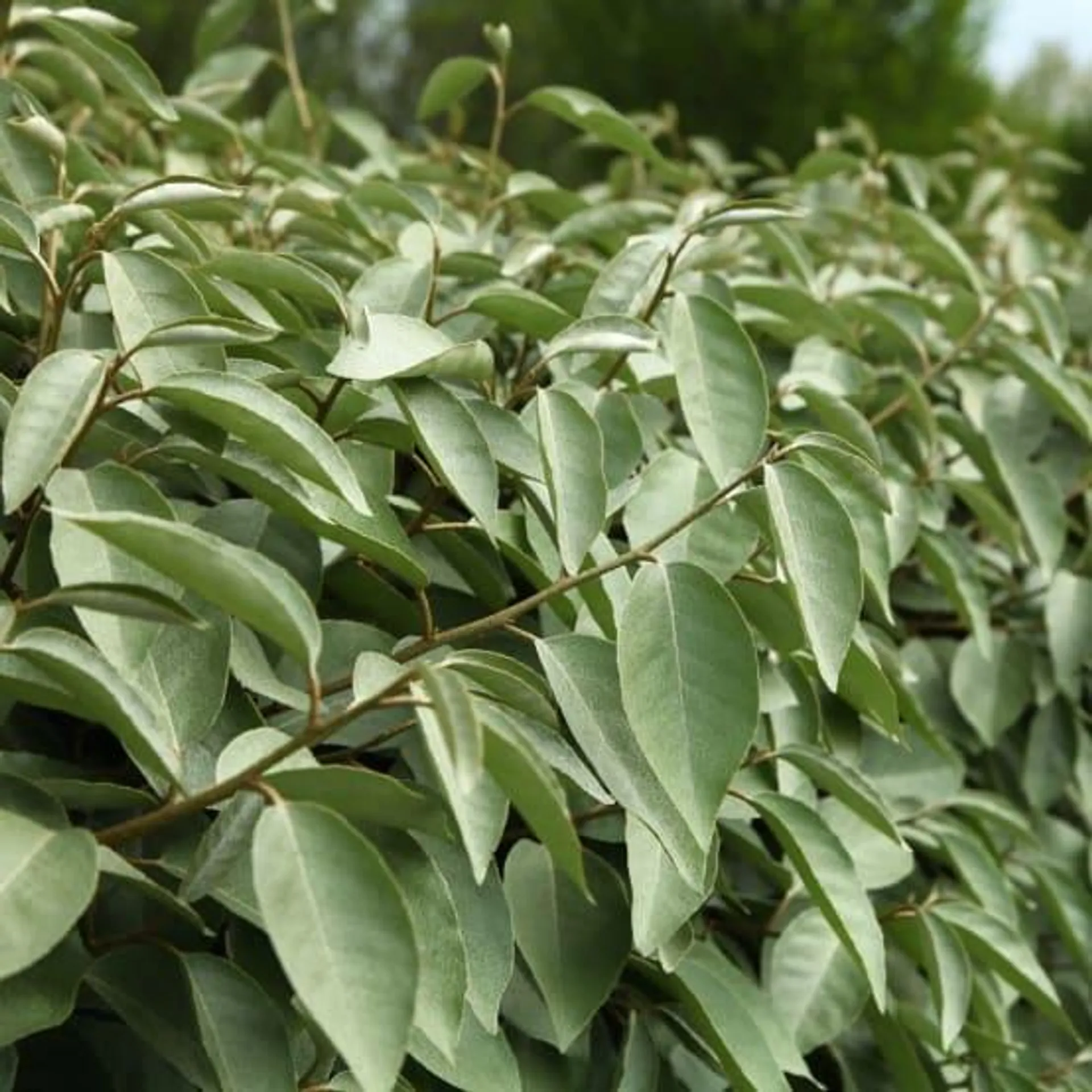 Elaeagnus ebbingei