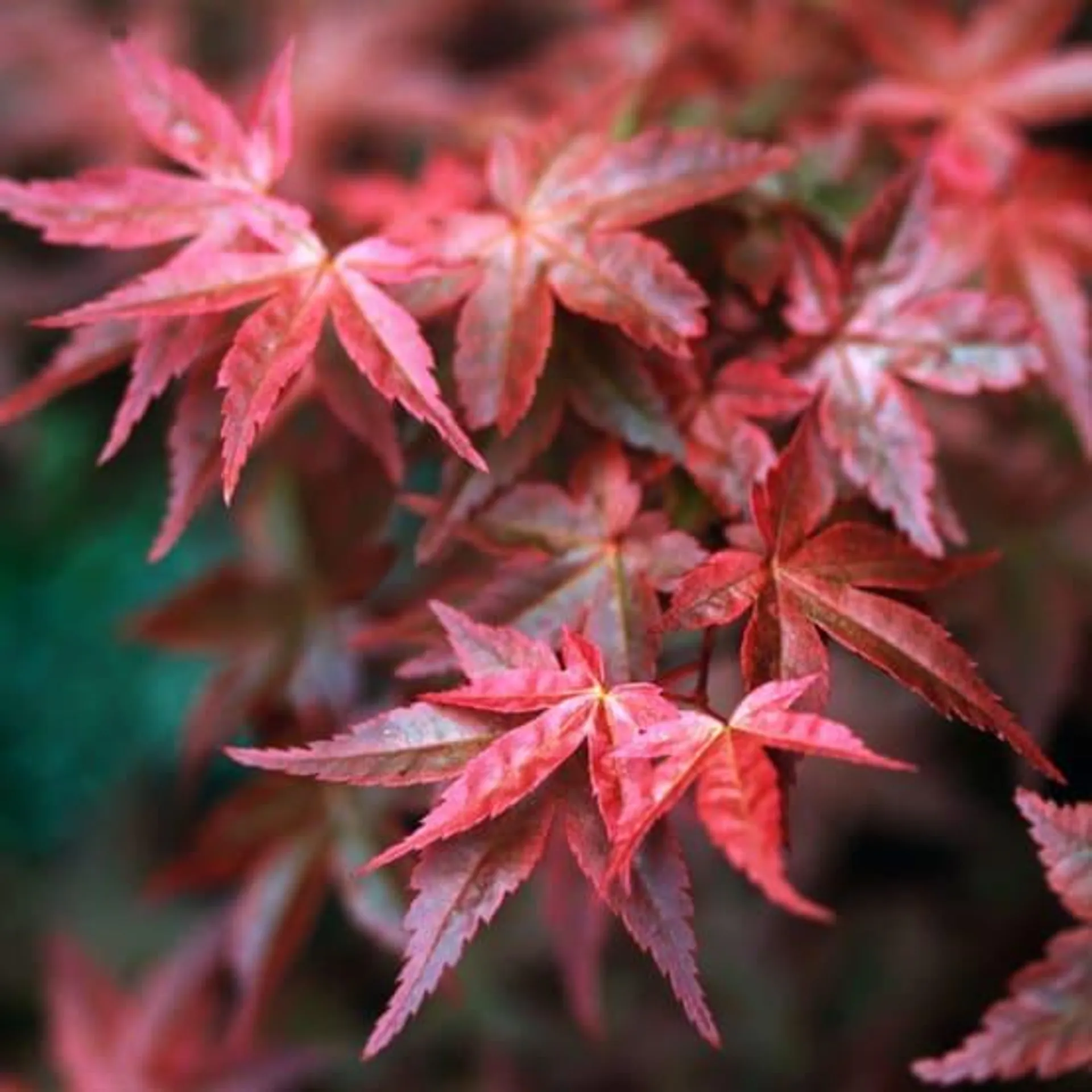 Erable du Japon 'Atropurpureum'