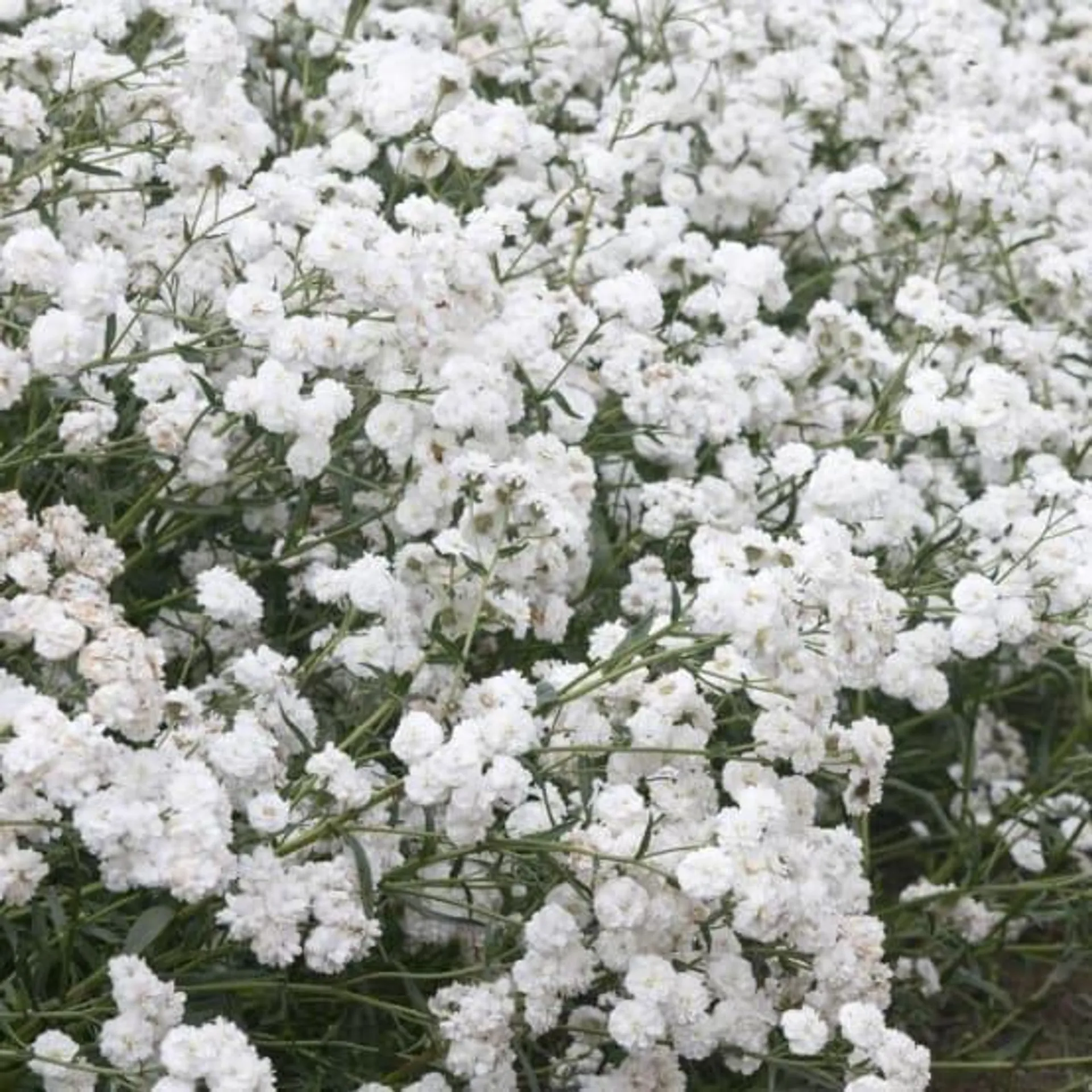 Achillea ptarmica The pearl lot de 3