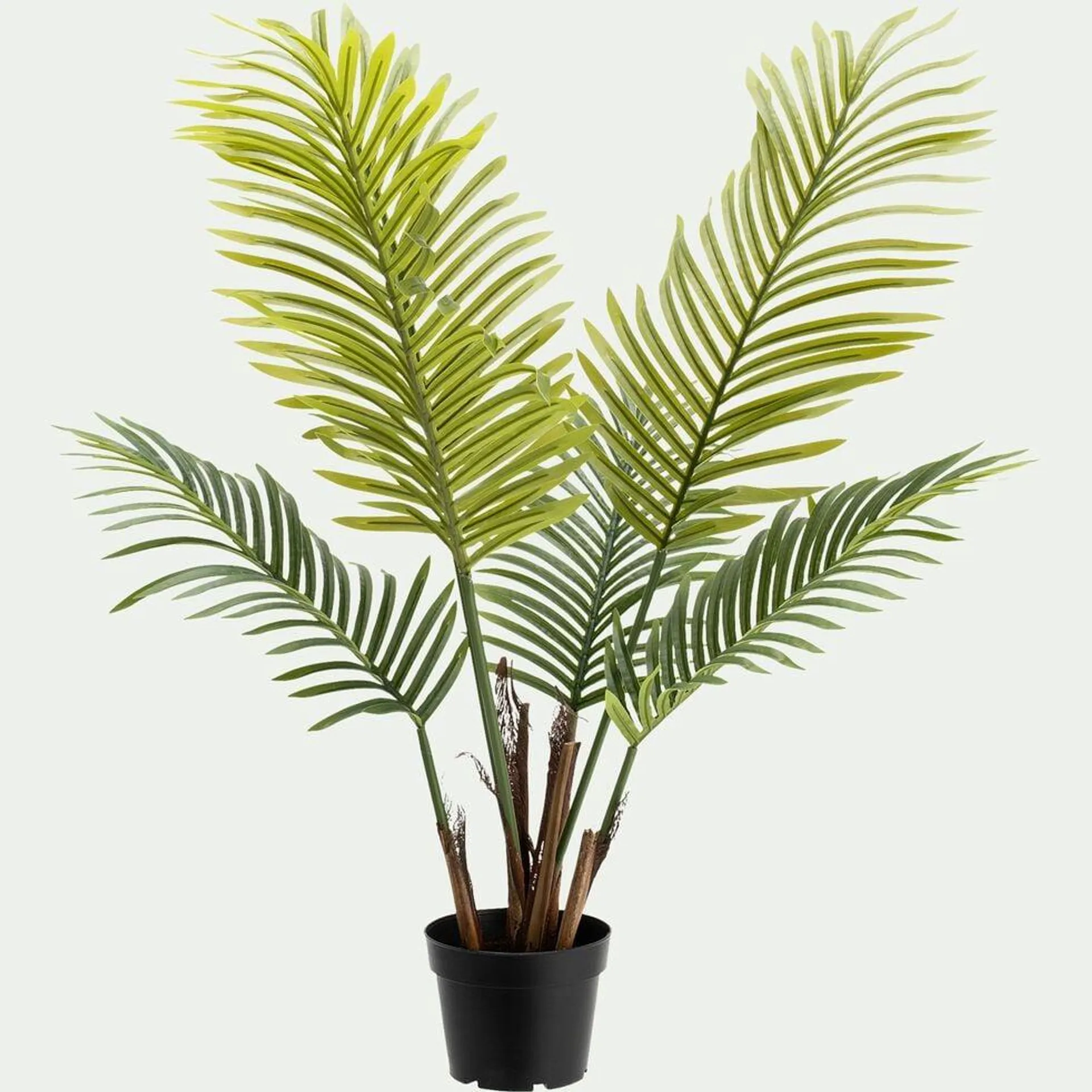 DRACENA