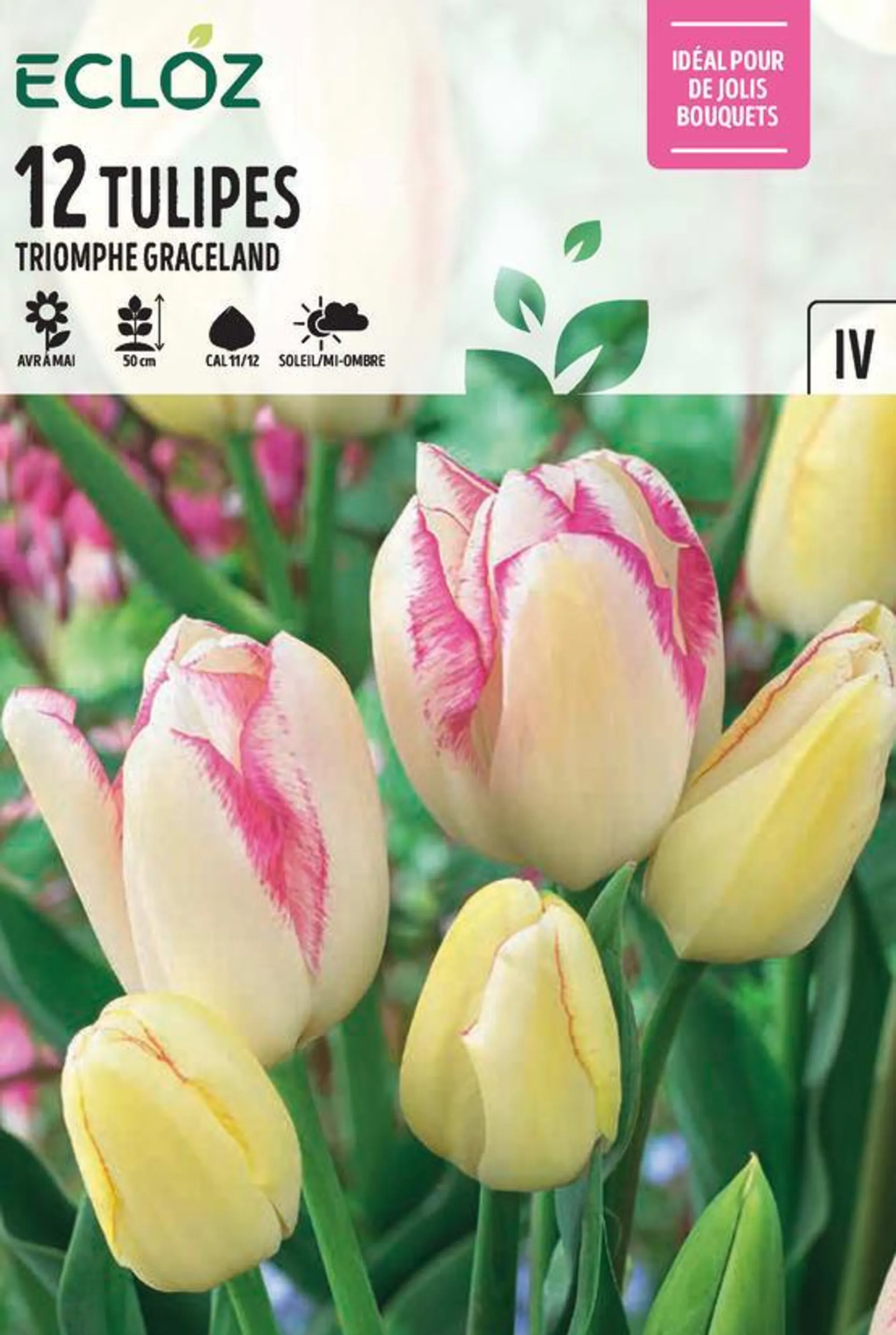 Tulipe botanique Graceland 11/12 X12 - ECLOZ