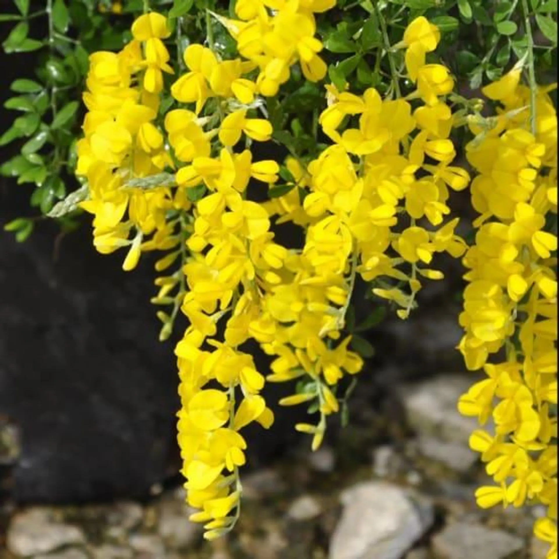 Genêt Genista racemosa