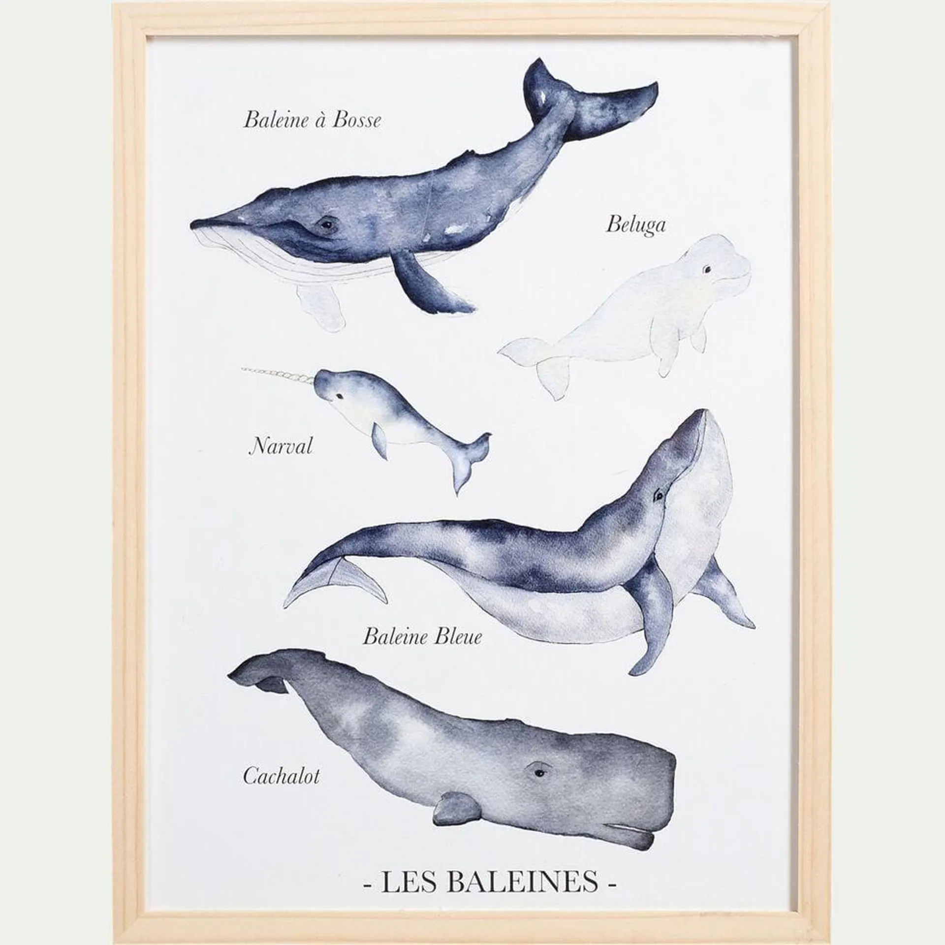 BALEINES