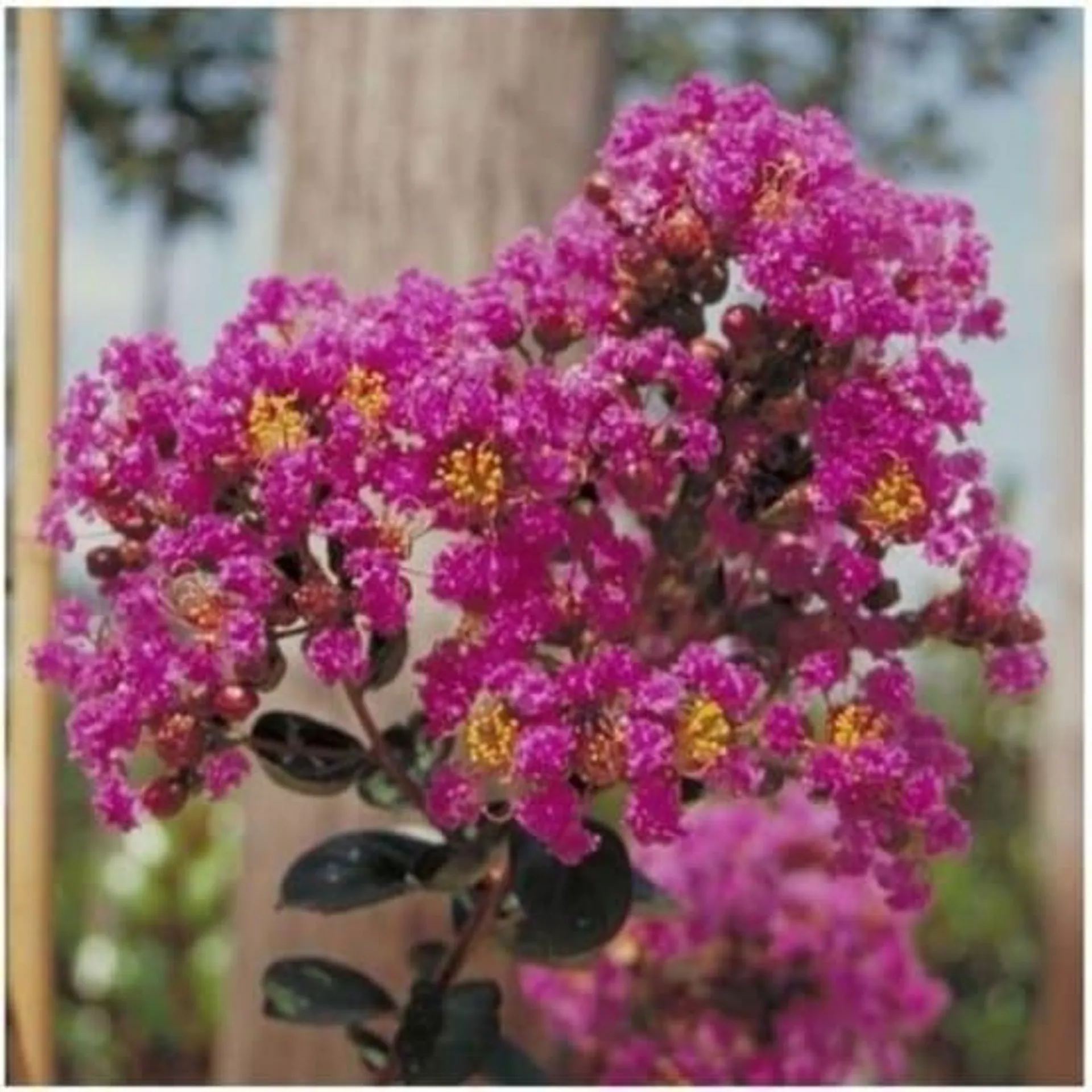 Lilas des Indes Petit Canaille® mauve