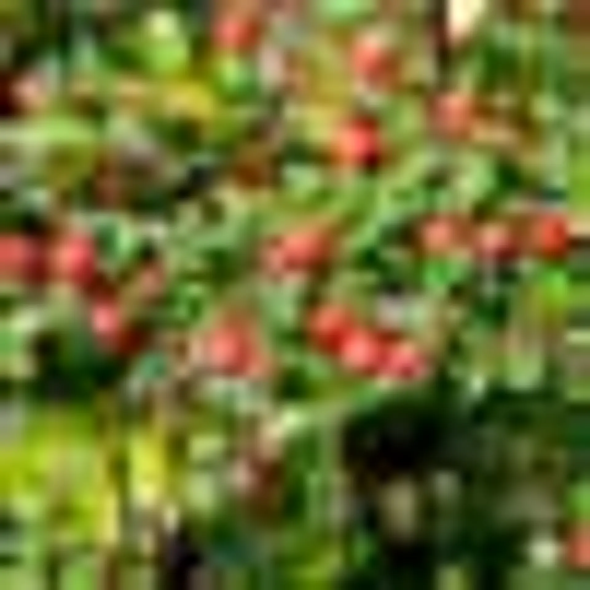 Cotoneaster rampant Evergreen