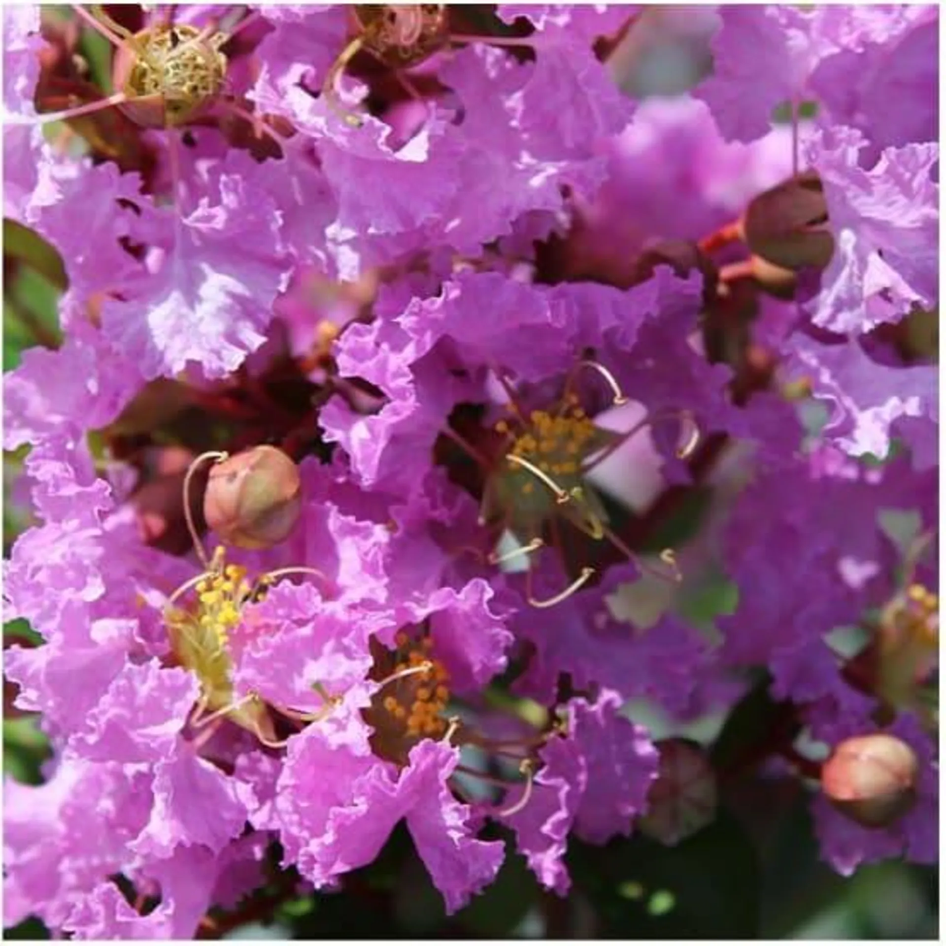 Lilas des Indes Souvenir d'Hubert Puard®