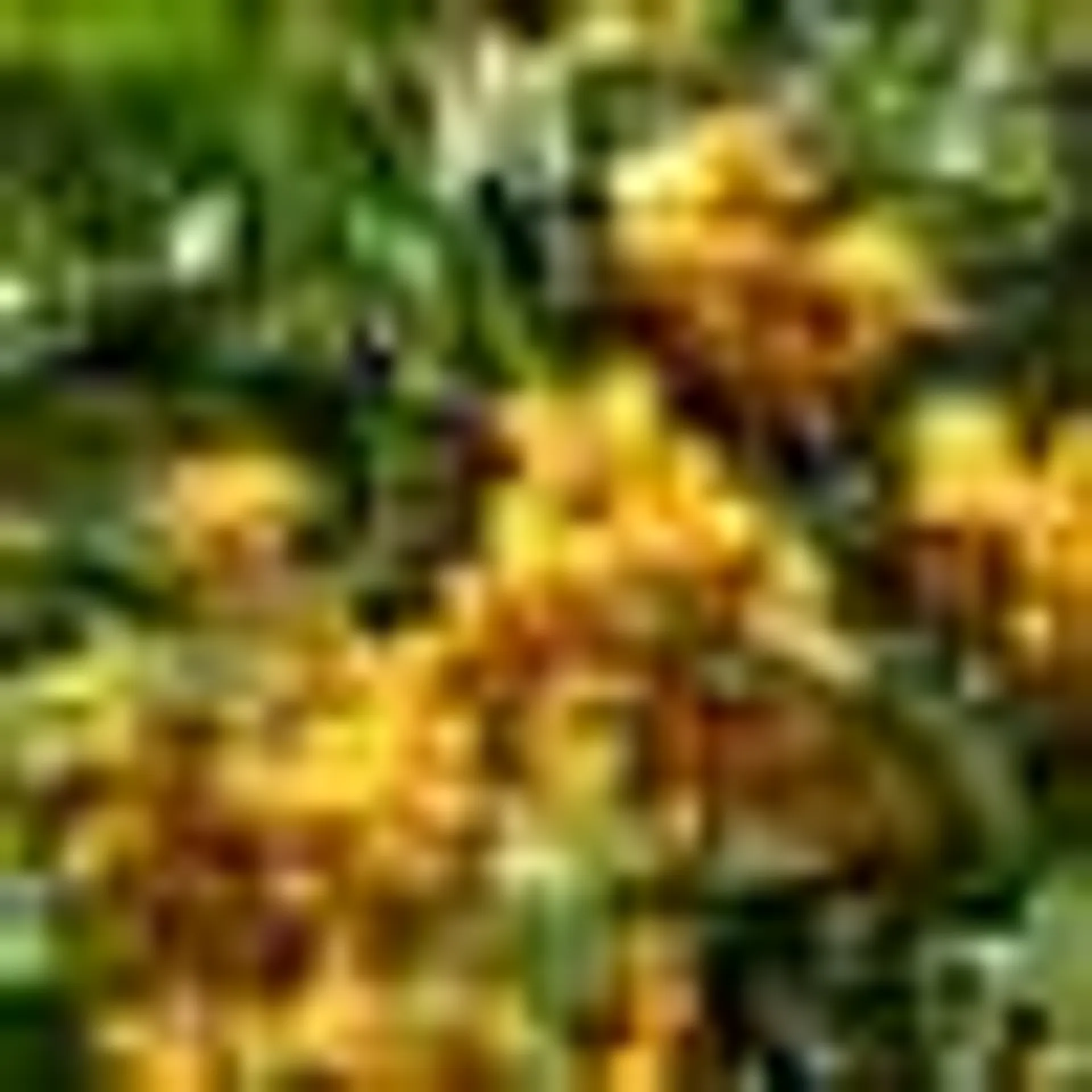 Pyracantha 'Saphyr Jaune®' Cadaune