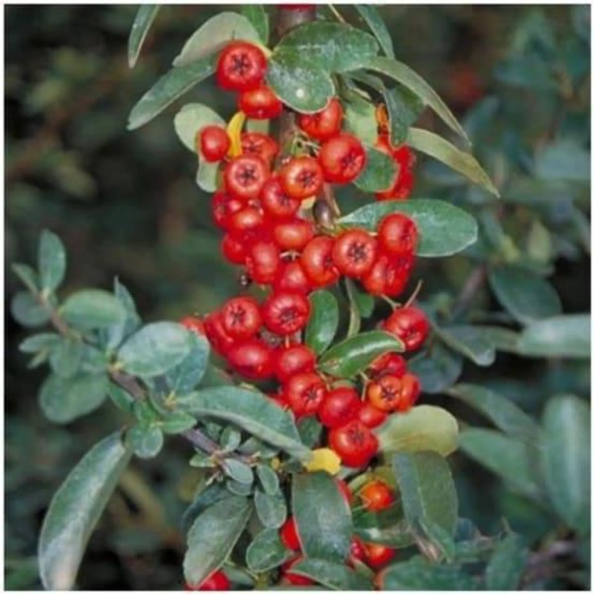 Buisson-ardent 'Saphyr Rouge®' Cadrou