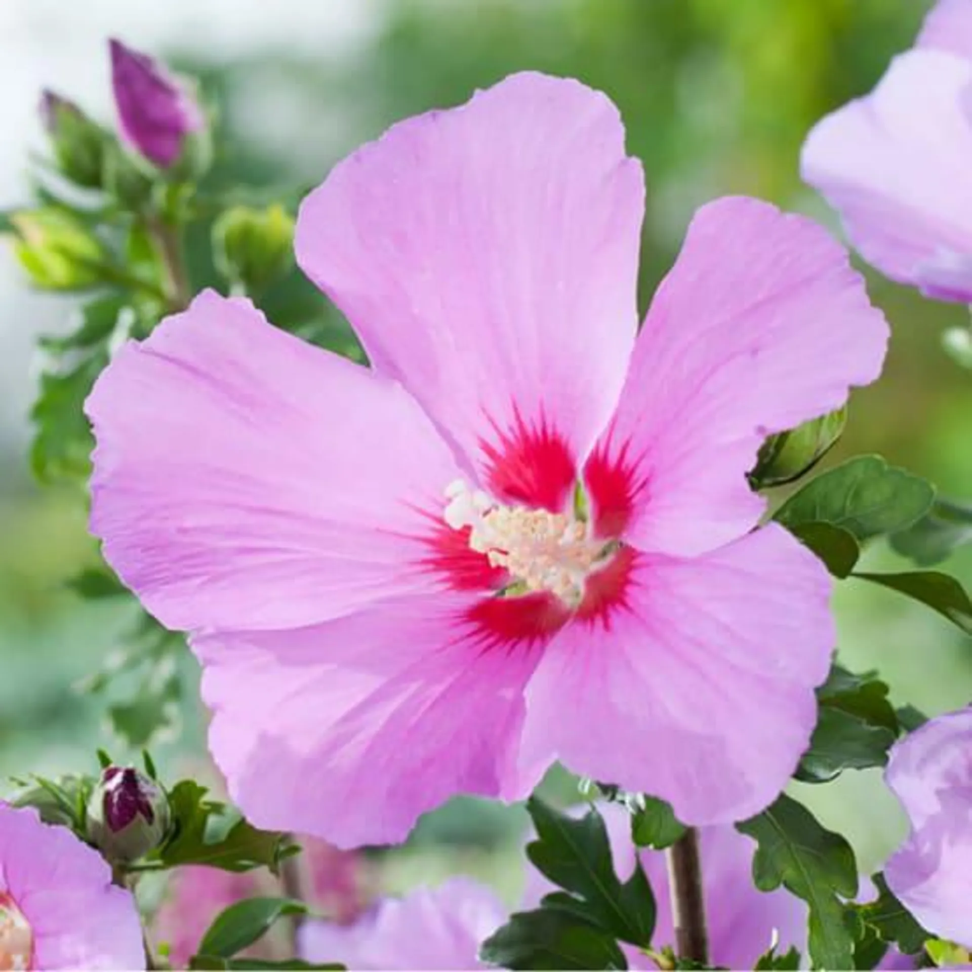 Hibiscus syriacus 'Russian violet'