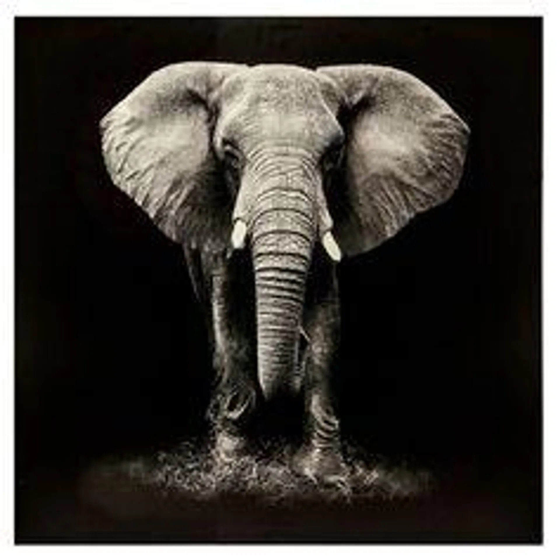 Toile imprimée éléphant 100x100cm