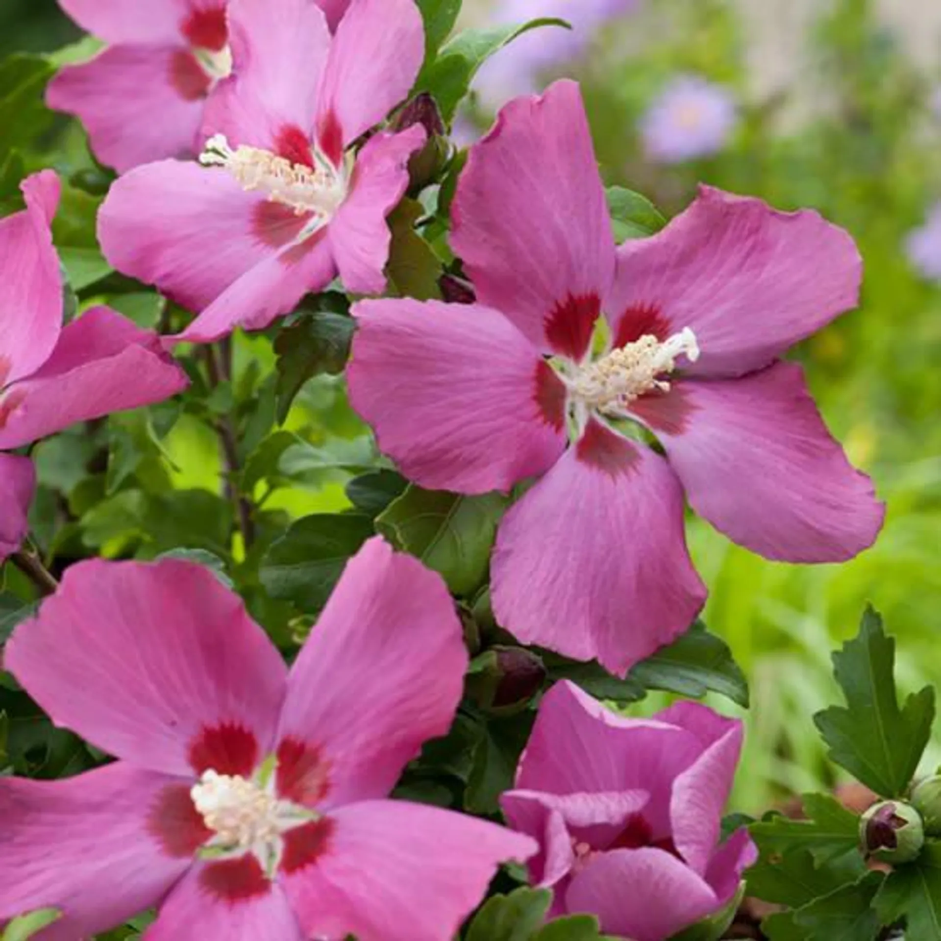 Hibiscus syriacus 'Woodbridge'