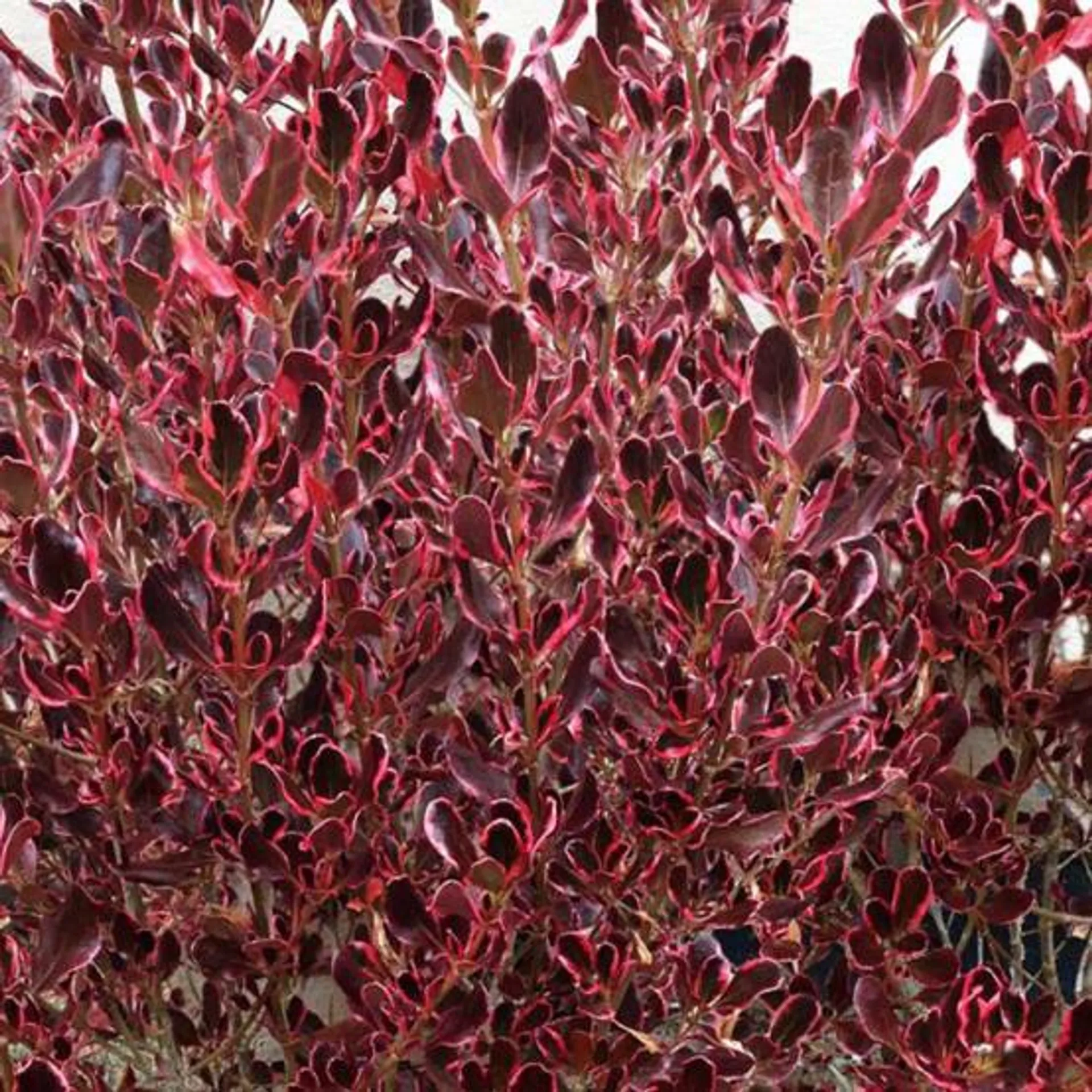 Coprosma - MESCLUN - Pacific Dawn