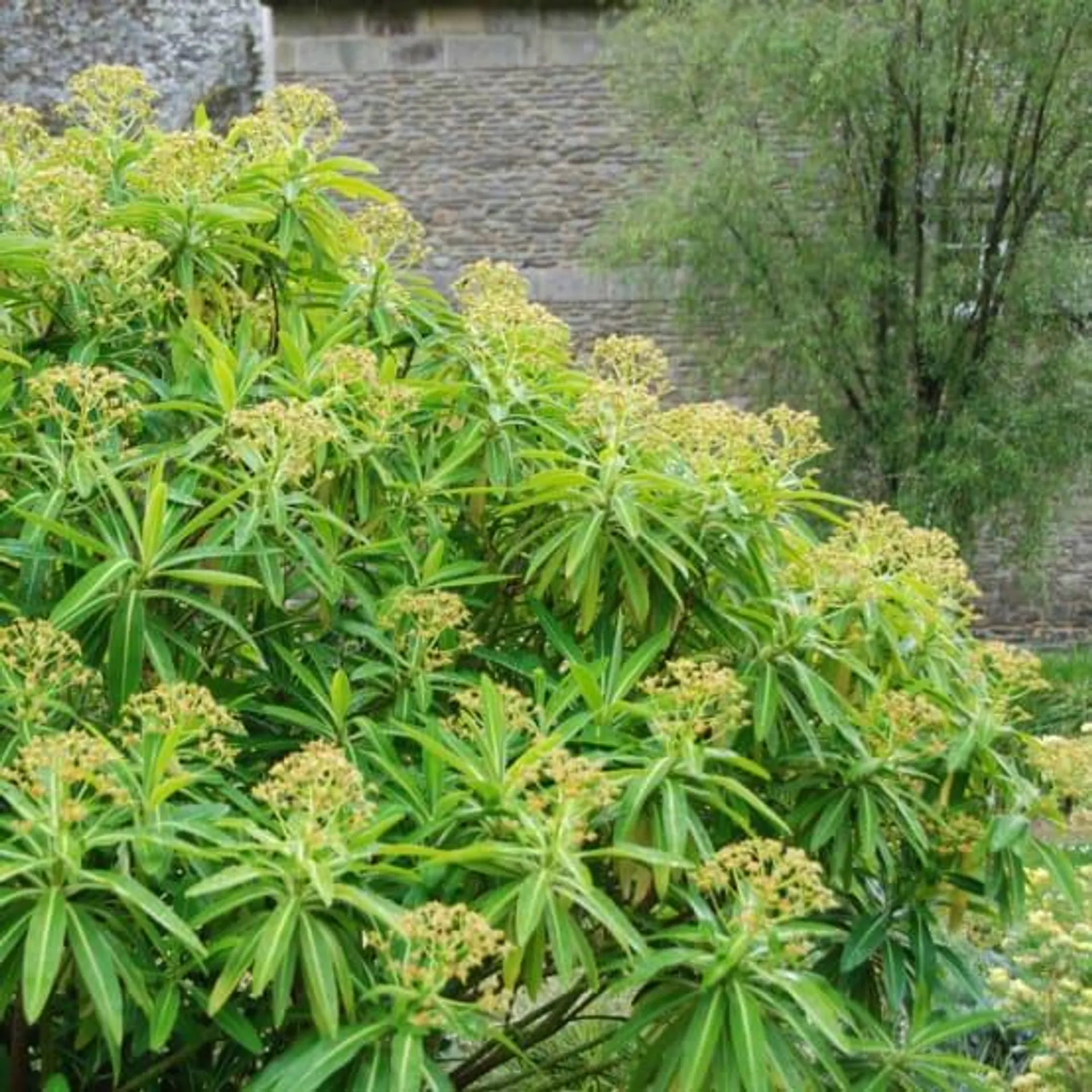 EUPHORBIA characias