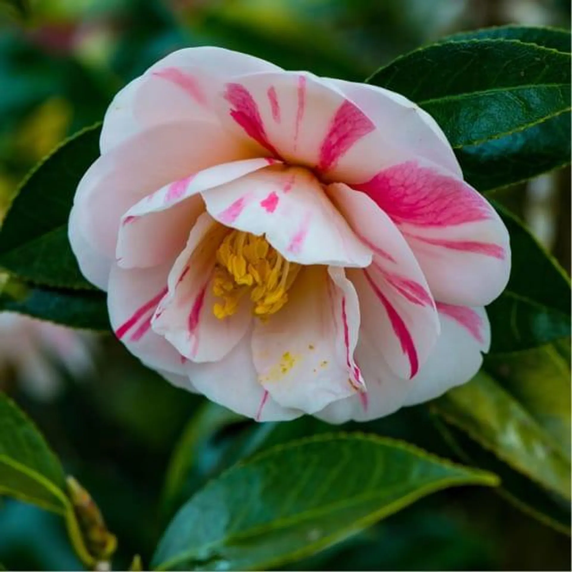 CAMELLIA japonica 'Dainty California' hauteur de 50 à 60 cm en pot de 2 litres