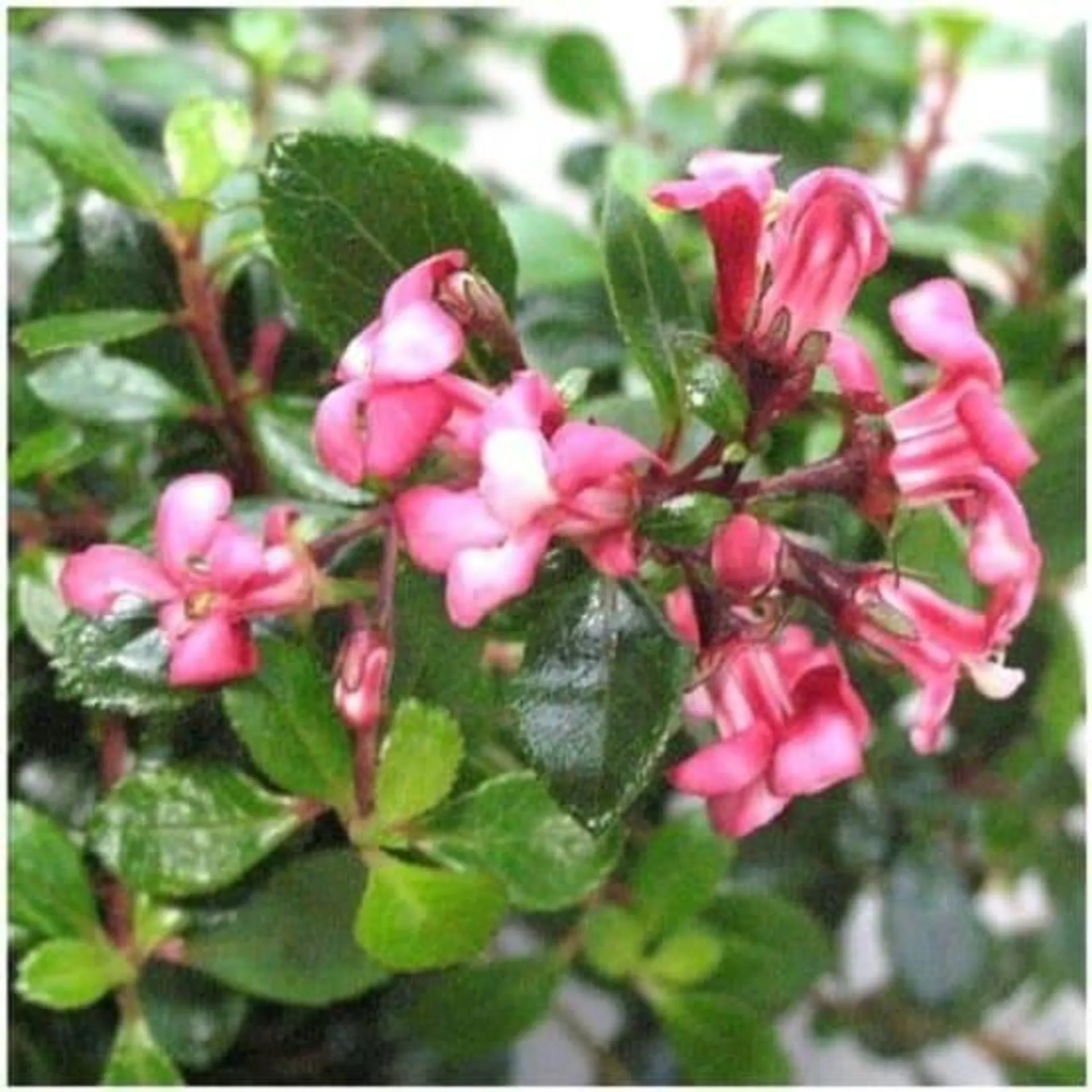 Escallonia 'Red Donard'