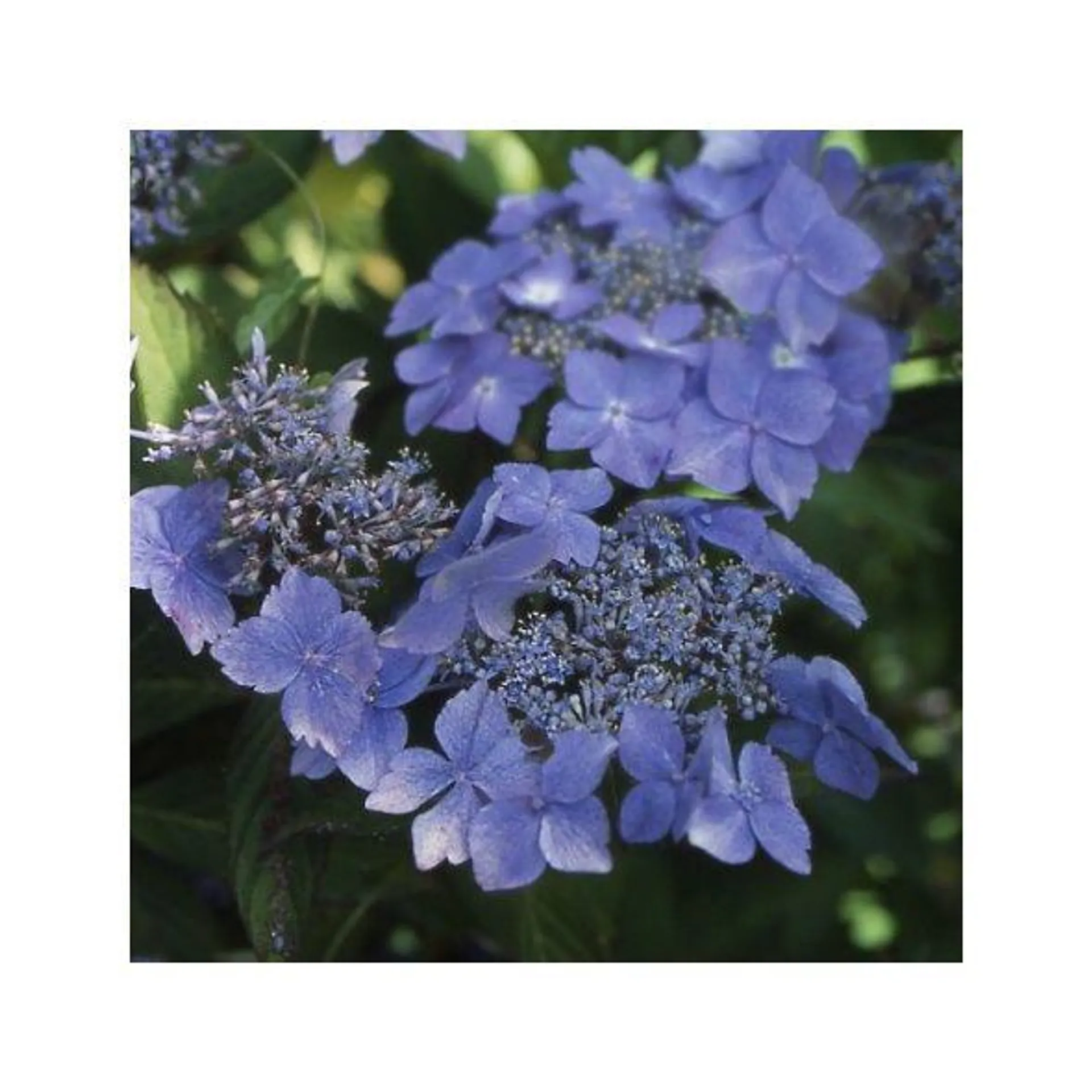 Hortensia 'Bleuet'